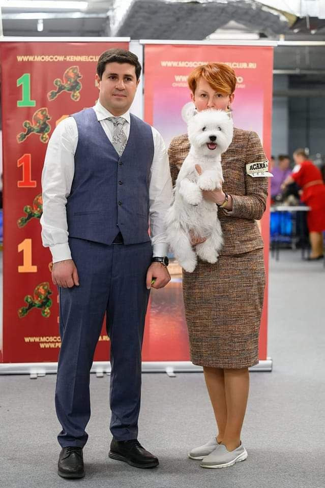 Новости питомника собак. Питомник собак породы вест хайленд вайт терьер в Москве