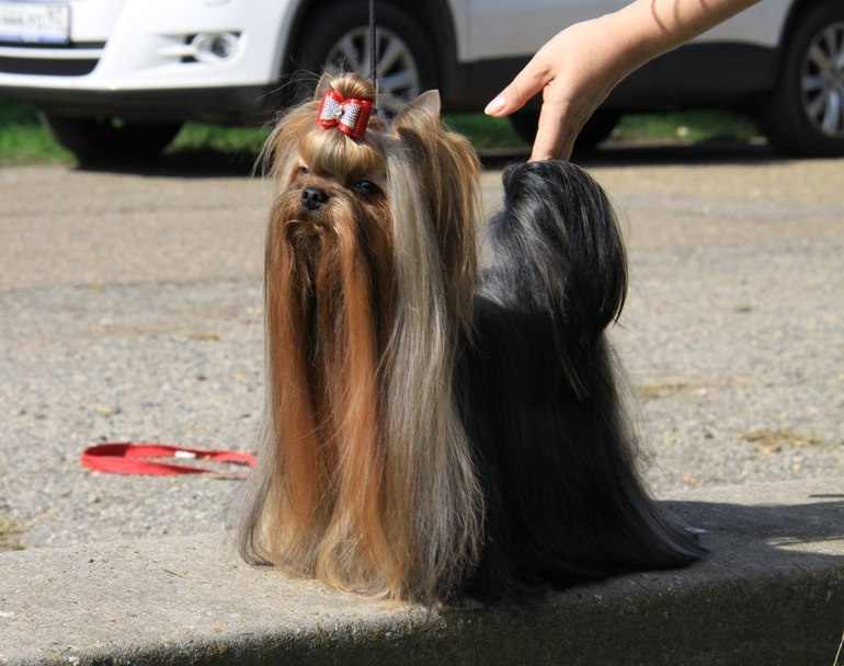 Dare To Dream Stribrne Prani. Питомник Йоркширских терьеров Дэнстайл в Санкт-Петербурге заводчик Тих