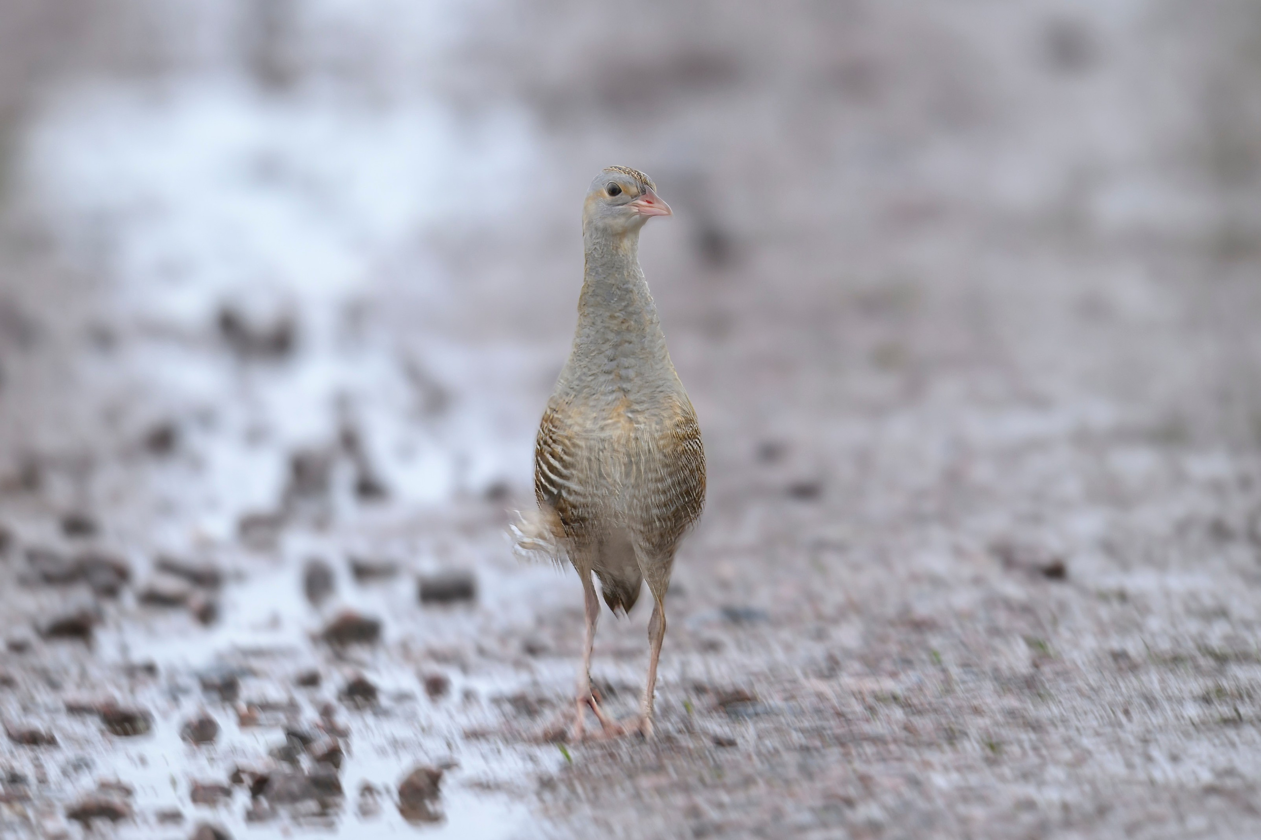 Коростель. Wildlife photography by Sergey Puponin