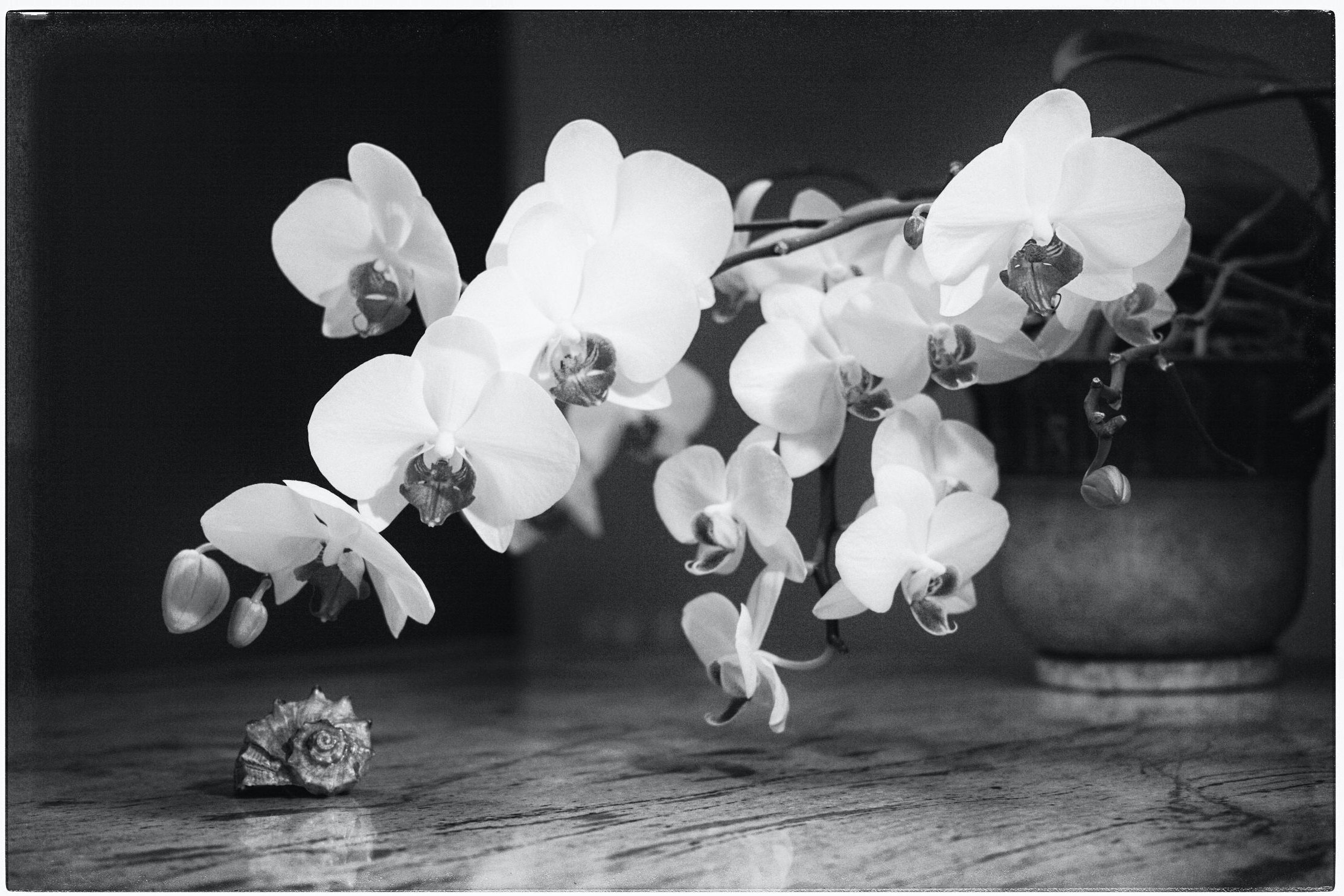 цифровая фотография ч.б. орхидеи с ракушкой oleg-kuznetsov-foto