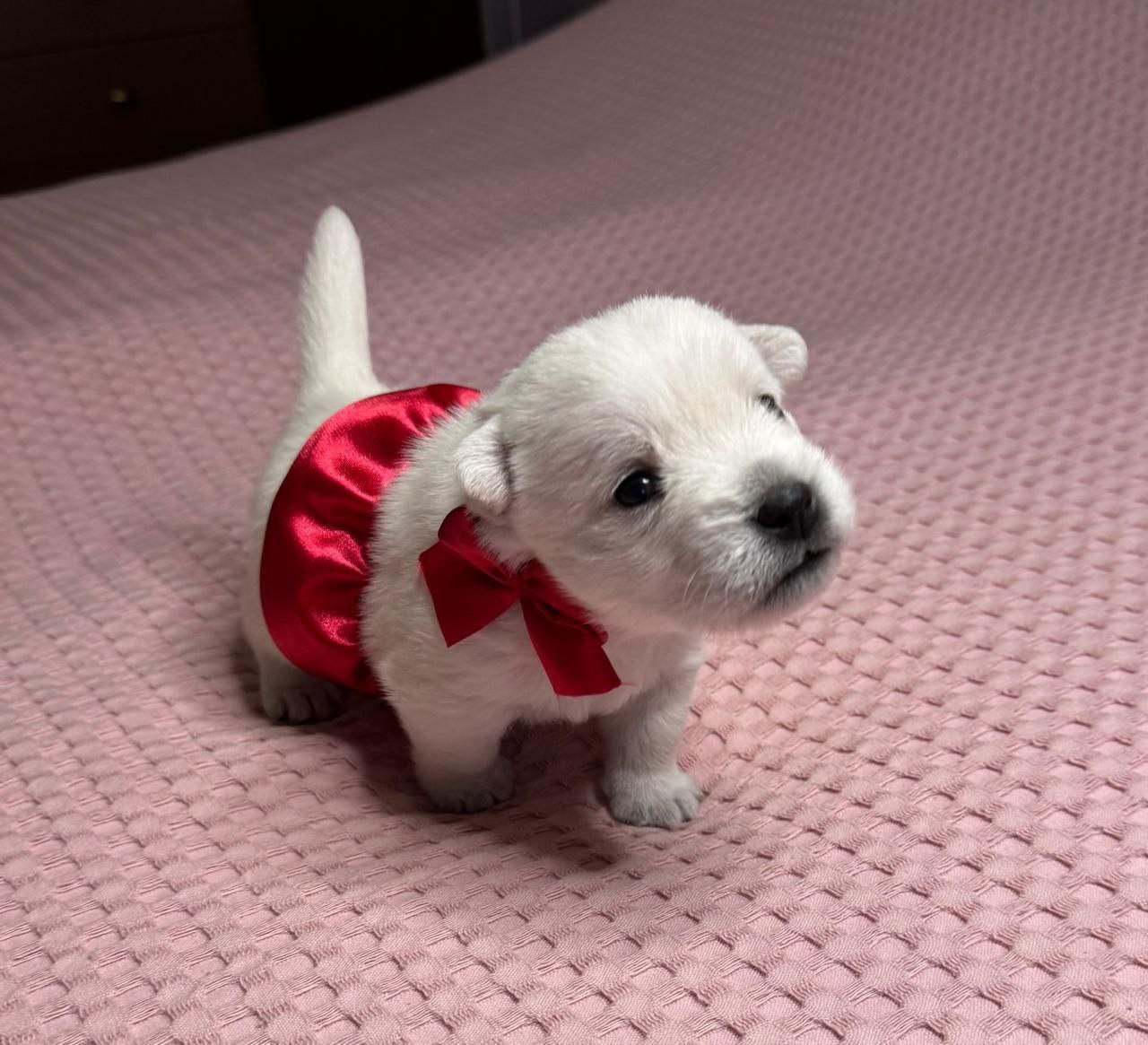 Щенки 14.01.2025. Питомник собак породы вест хайленд вайт терьер в Москве