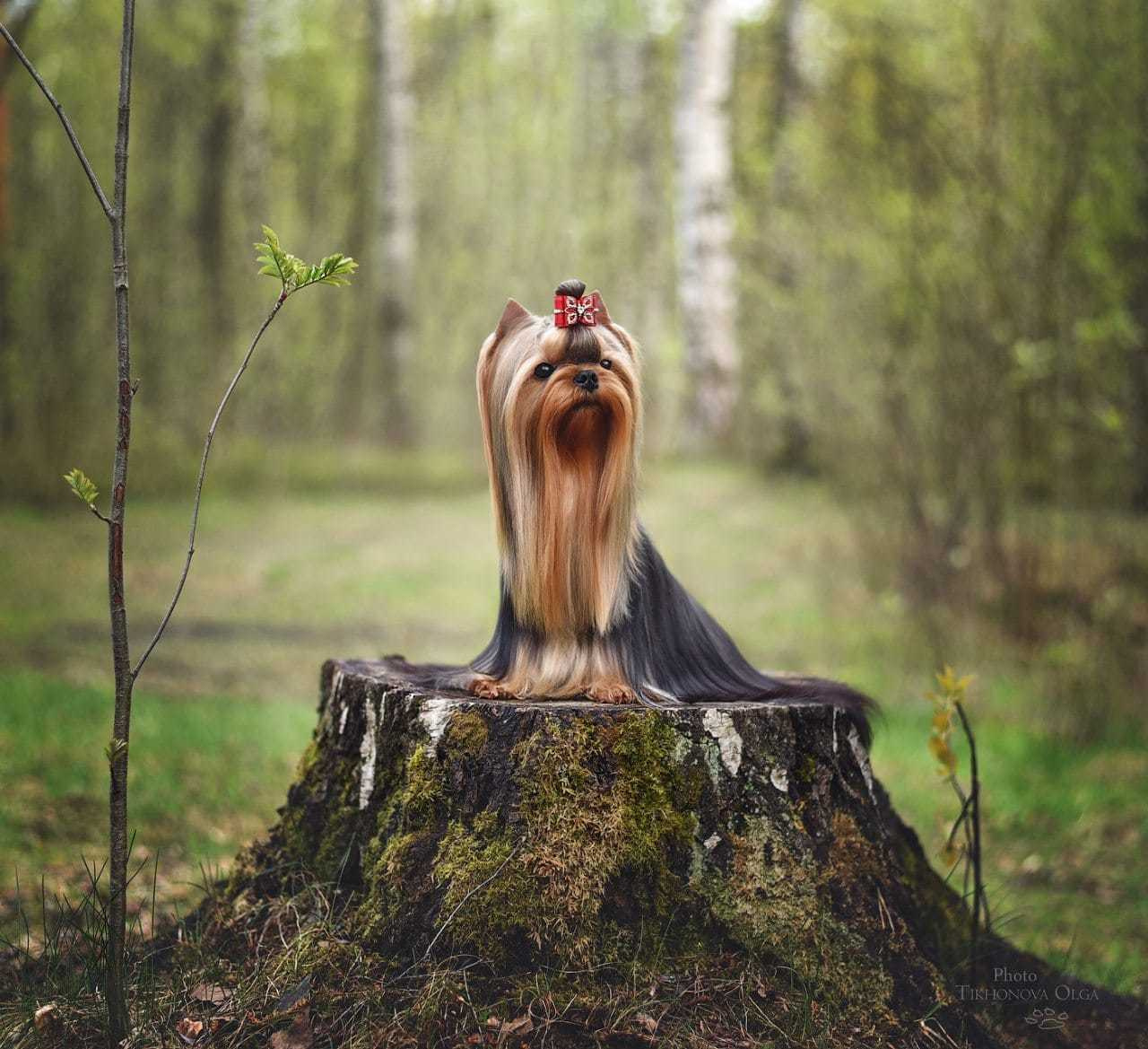 ДЭНСТАЙЛ ЯНА. Питомник Йоркширских терьеров Дэнстайл в Санкт-Петербурге заводчик Тих