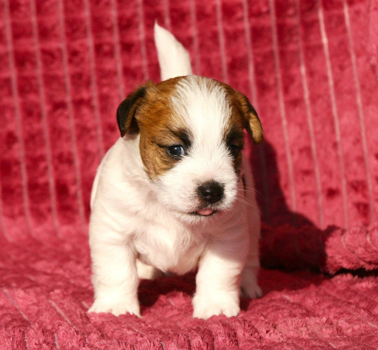 LITTER «O» 21.10.2025. Lovely-Orange питомник джек рассел терьеров