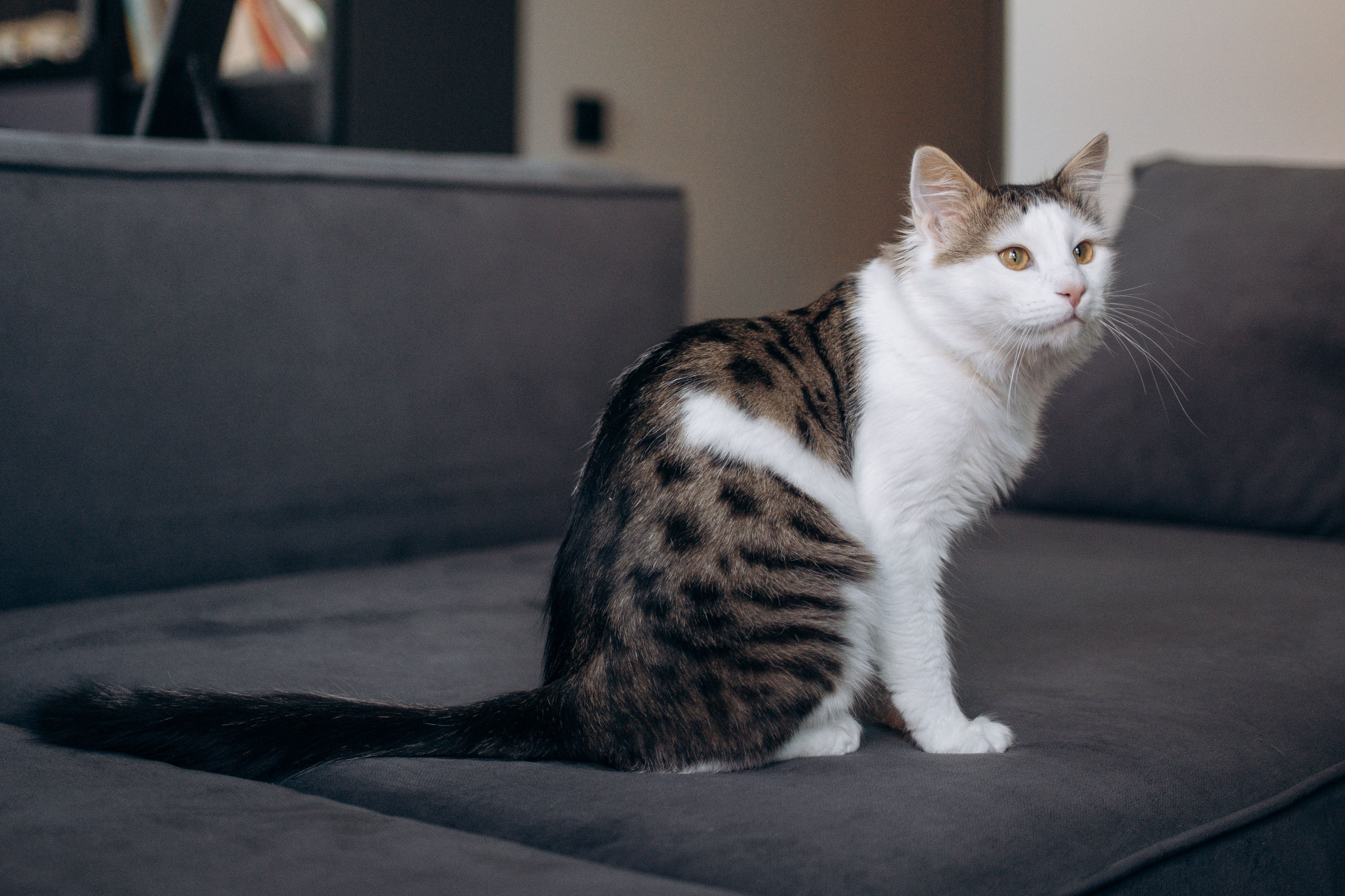 Фотограф-анималист