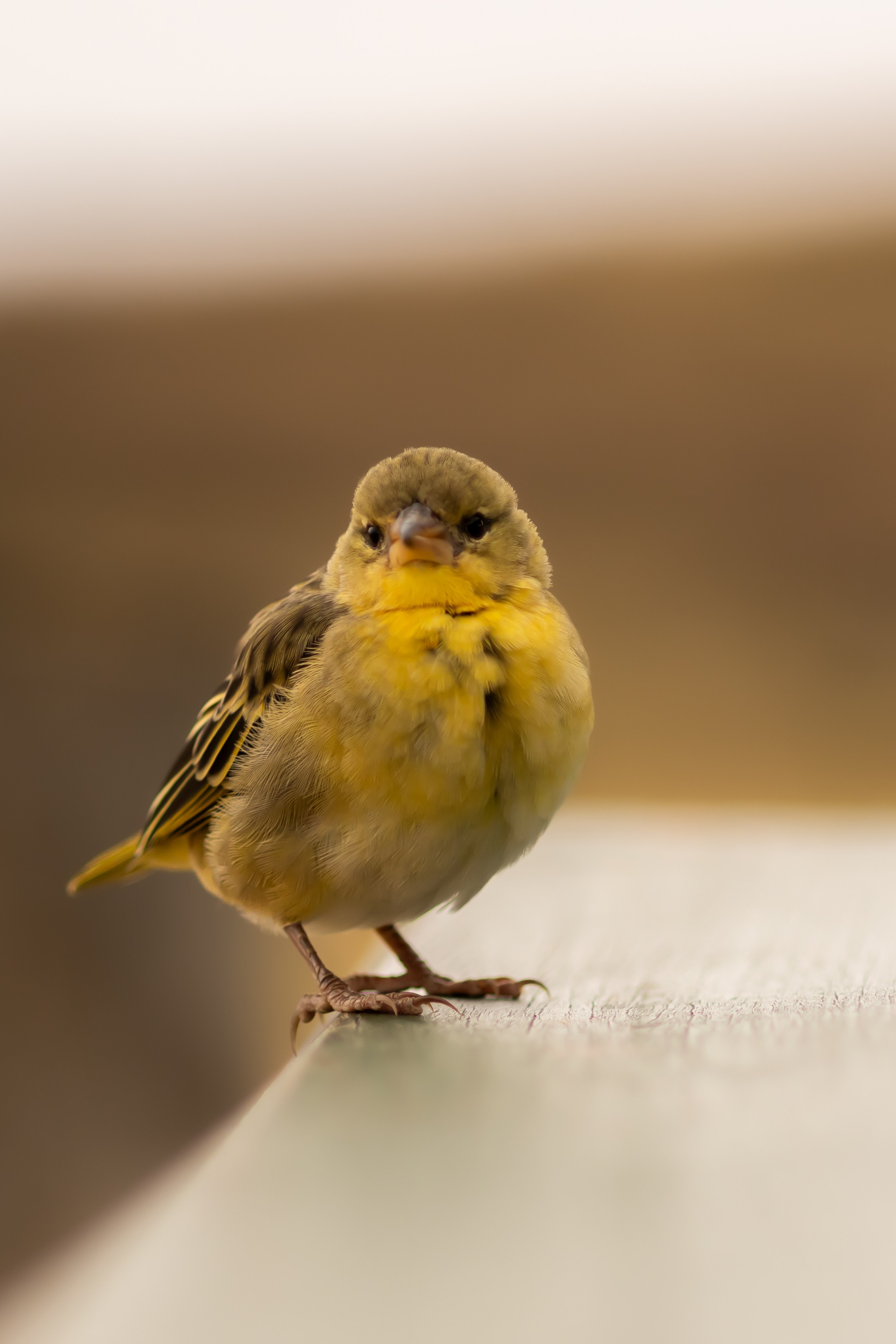 Фотограф Николай Шевченко