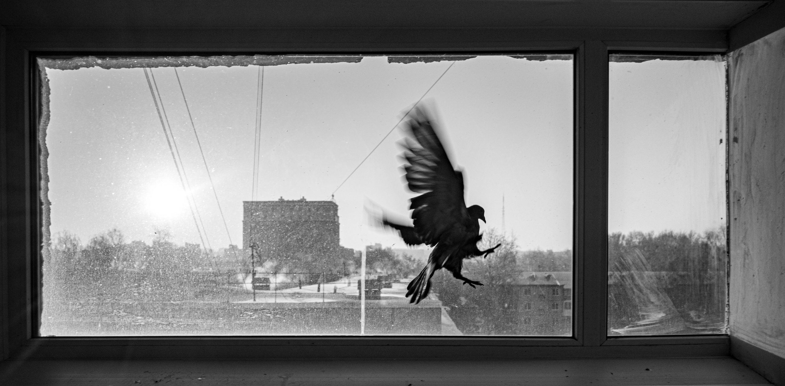 Feathers Against Concrete. StepanGerasimov