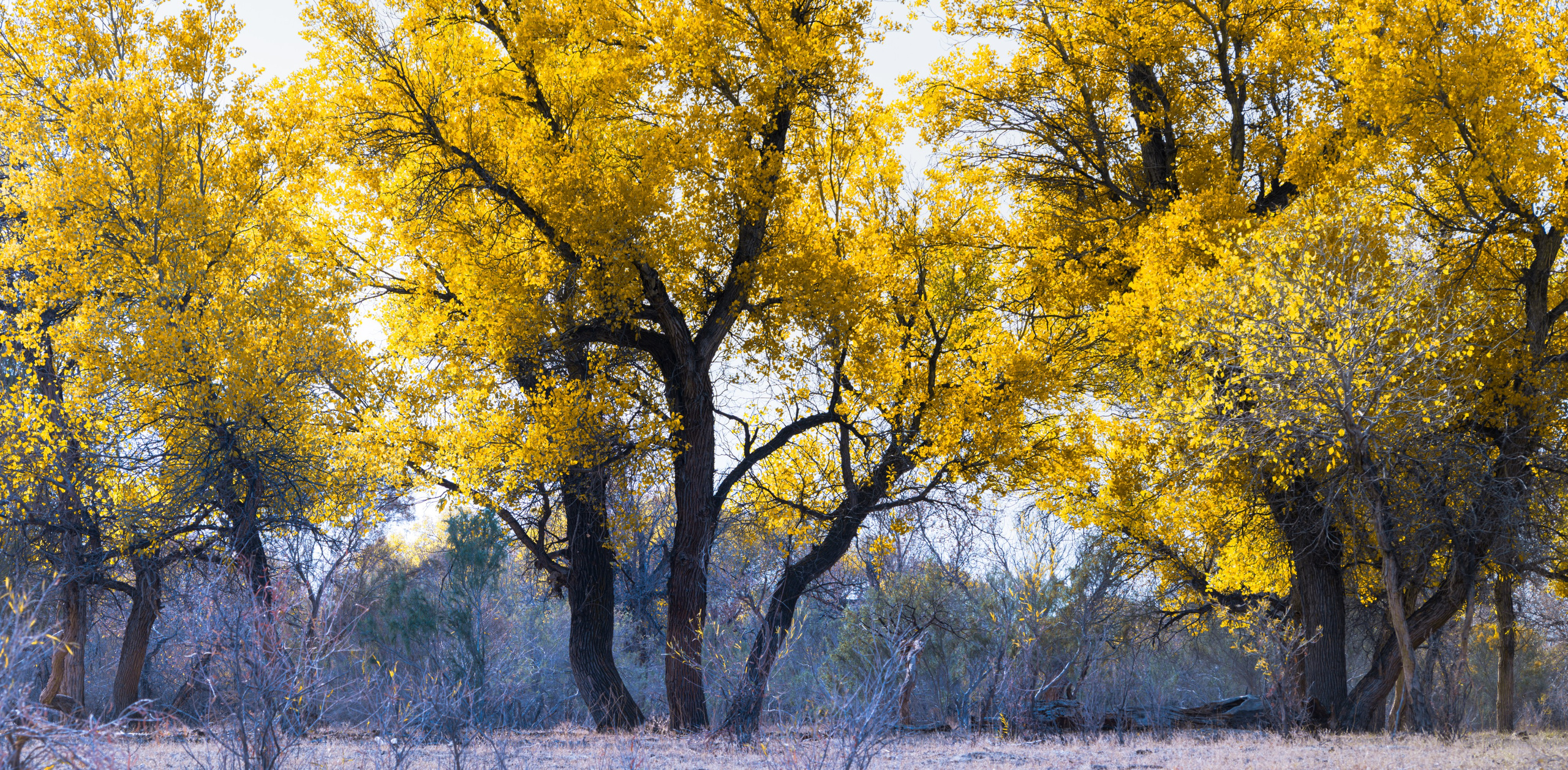 Картины о красоте, культурных ценностях и традициях Казахстана