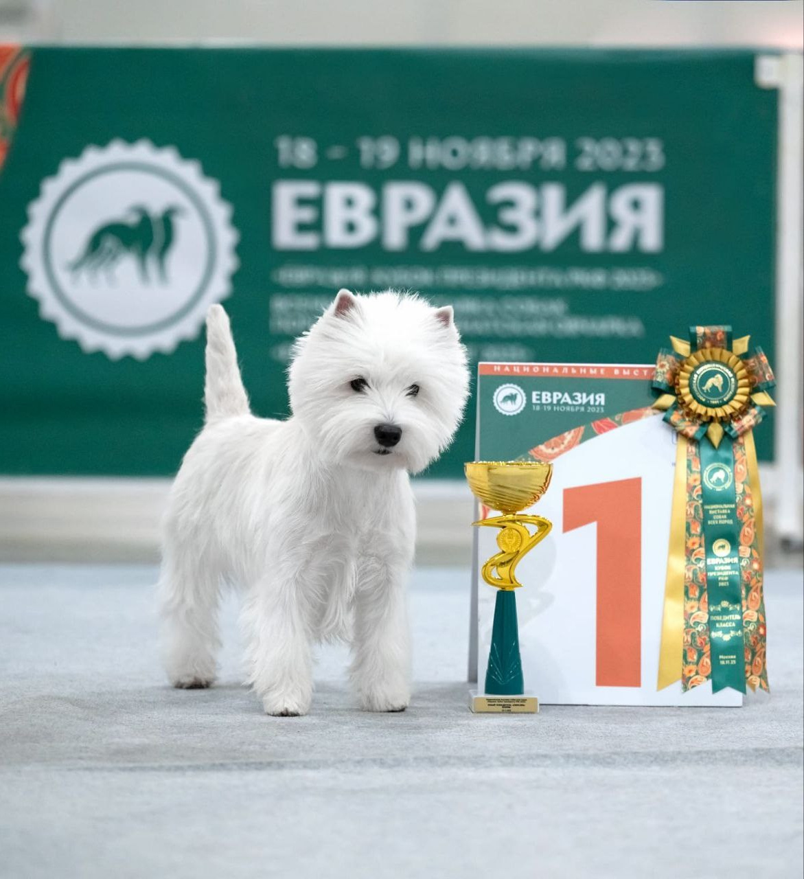 Самая престижная и крупная выставка «ЕВРАЗИЯ'23 в Крокус Экспо. Питомник собак породы вест хайленд вайт терьер в Москве