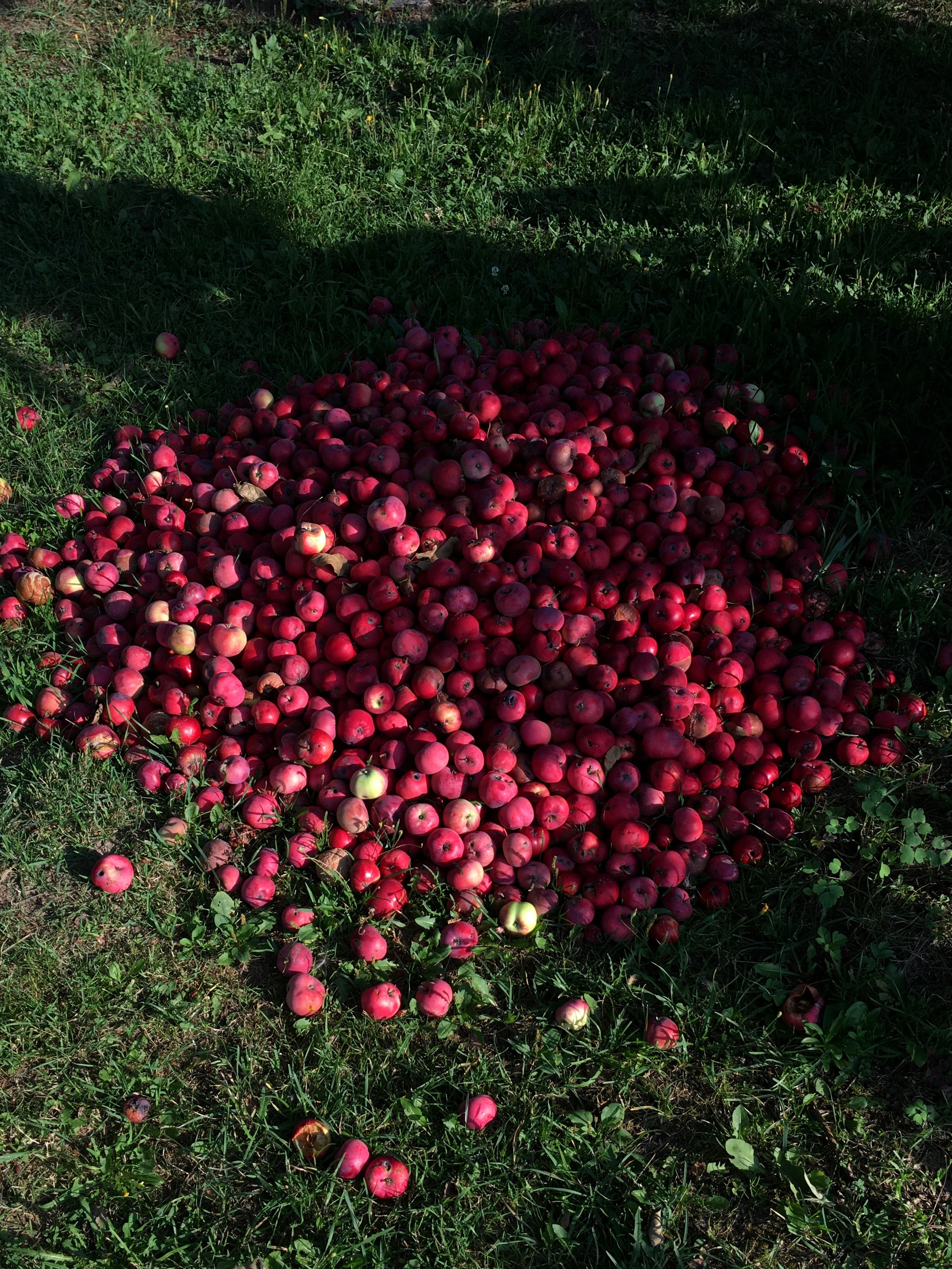 Aksenovo. Photographer Dima Sharov | Фотограф Дима Шаров
