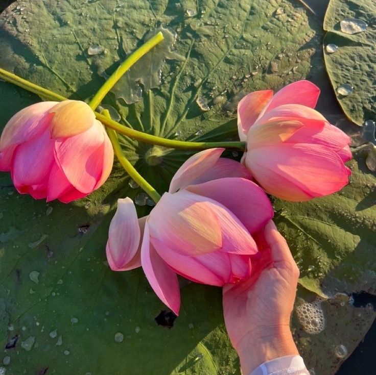 Фото-тур в лотосовые поля. Фотограф в Астрахани • Фото-туры • Виктория Герма