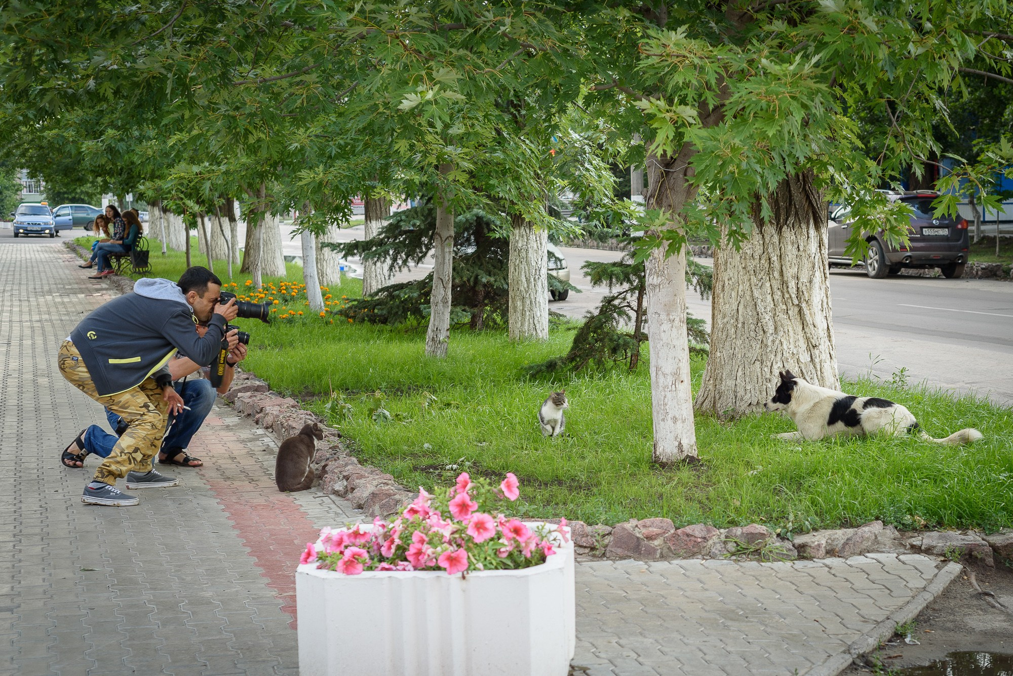 Фотографы снимаю кота и собаку на газоне в парке