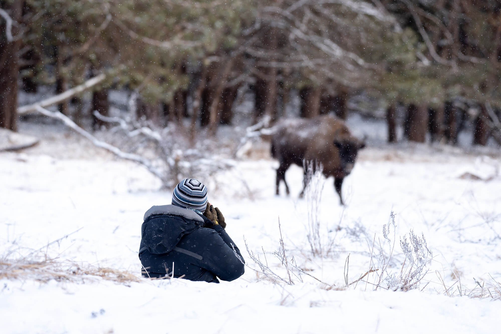 Фототур по съемке зубров в заповеднике “Калужские Засеки”