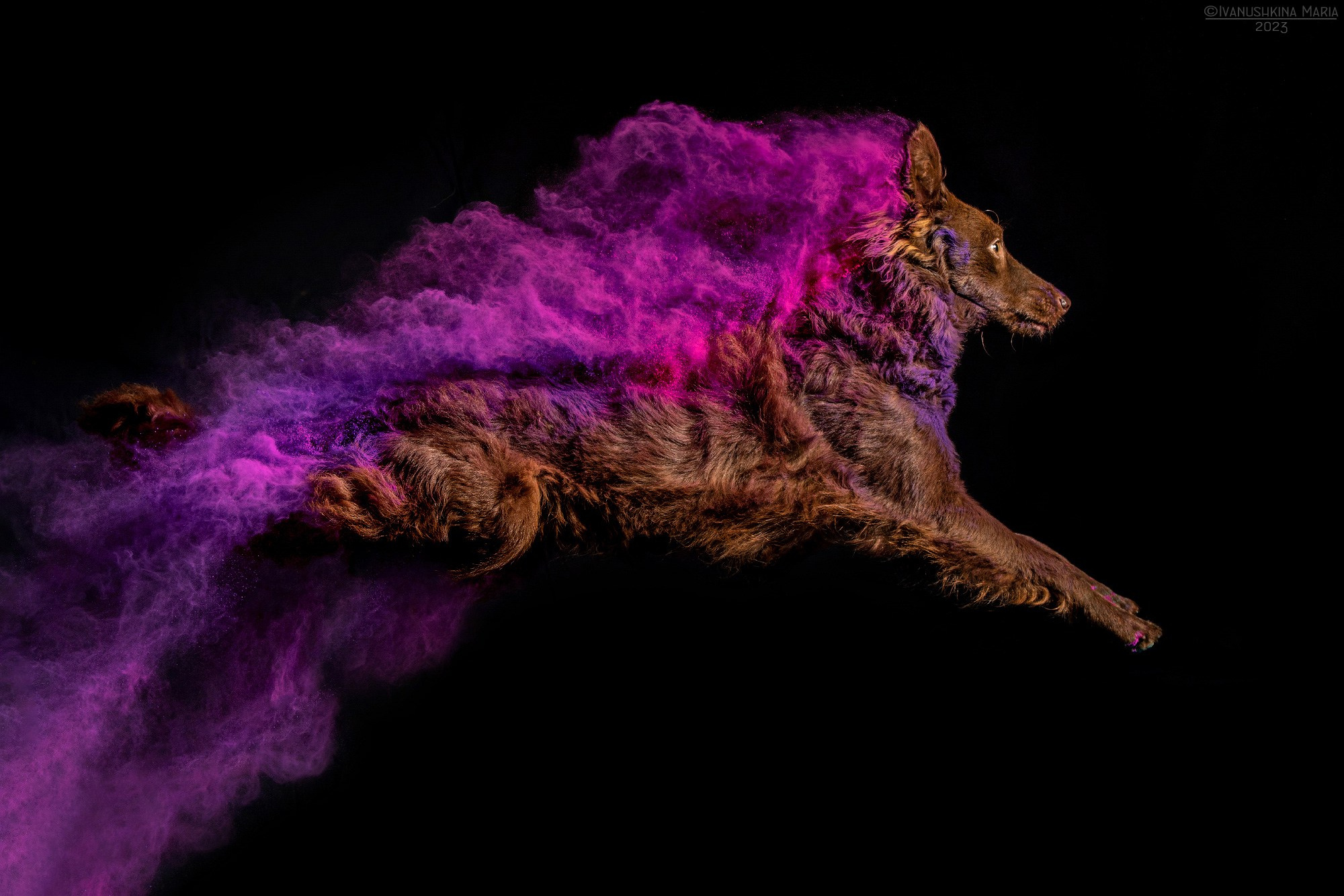 фотосессия собаки с красками холи