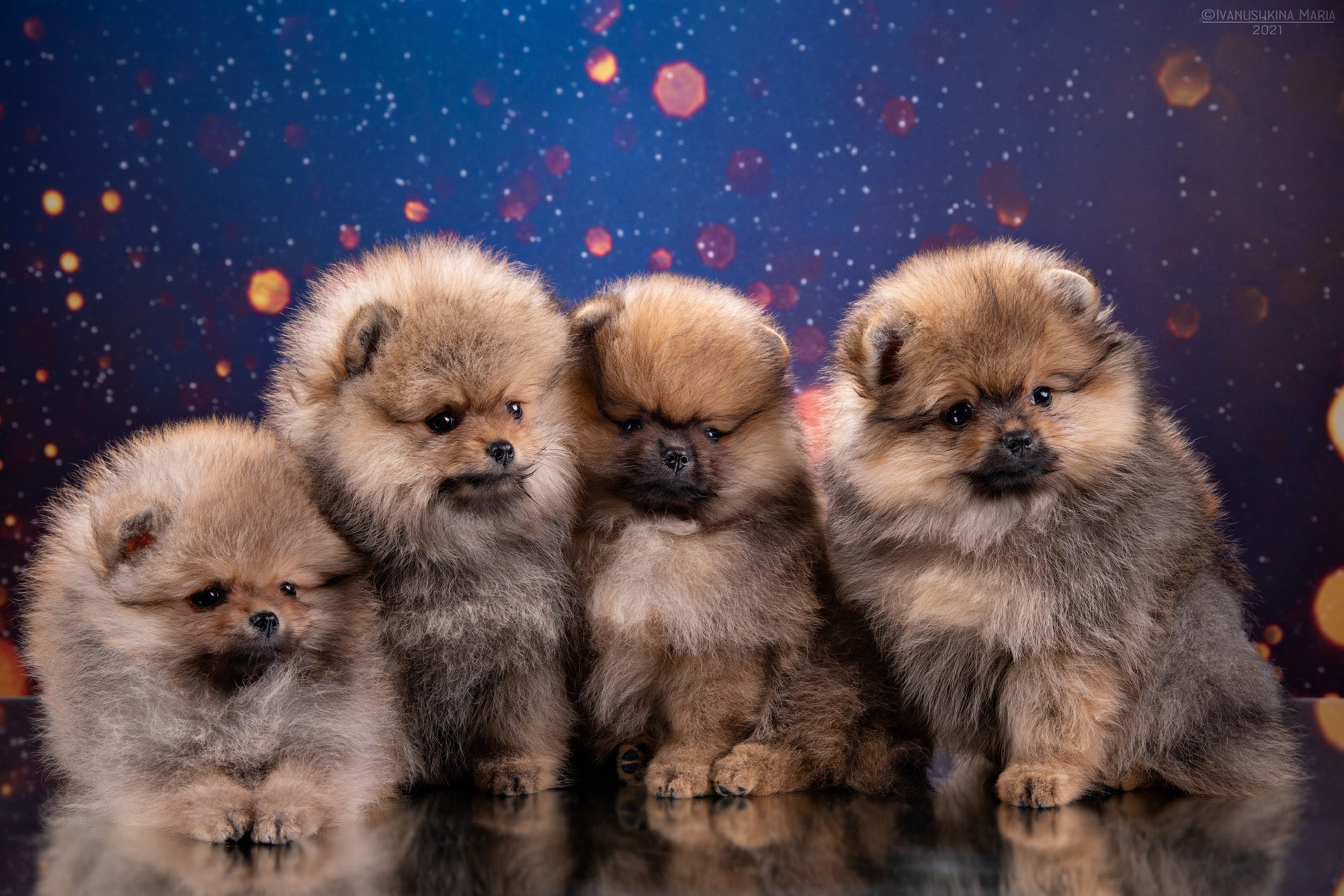 Виды фонов для студийной съемки. Фотограф собак в Москве и Московской области Иванушкина Мария