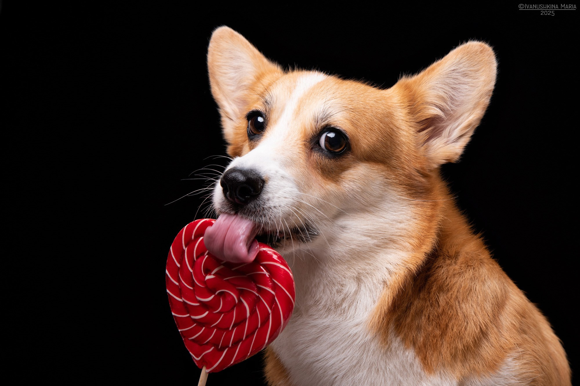 Фотосессия собаки в студии на фонах. Фотограф собак в Москве и Московской области Иванушкина Мария