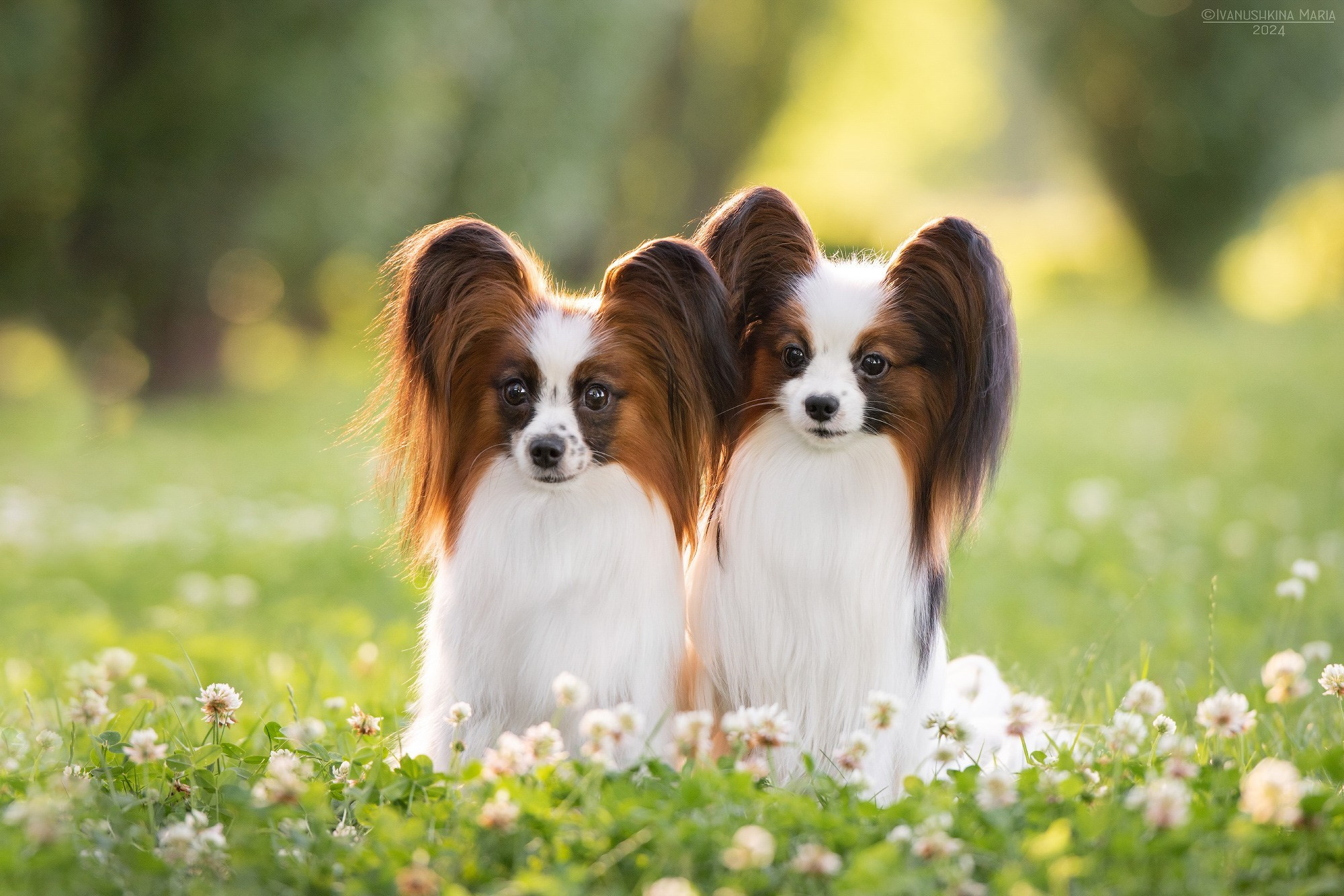 Как выбрать место и время для фотосессии собаки. Фотограф собак в Москве и Московской области Иванушкина Мария
