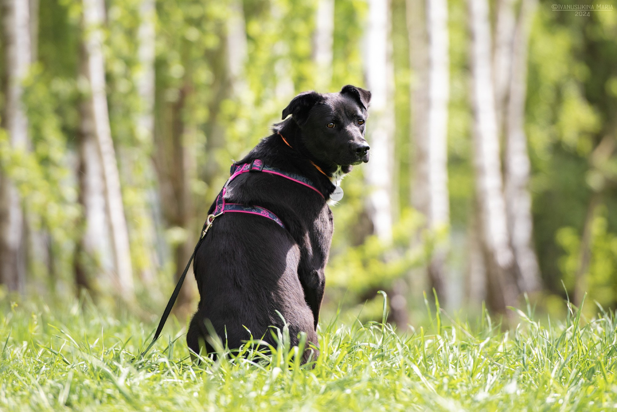 Как выбрать место и время для фотосессии собаки. Фотограф собак в Москве и Московской области Иванушкина Мария