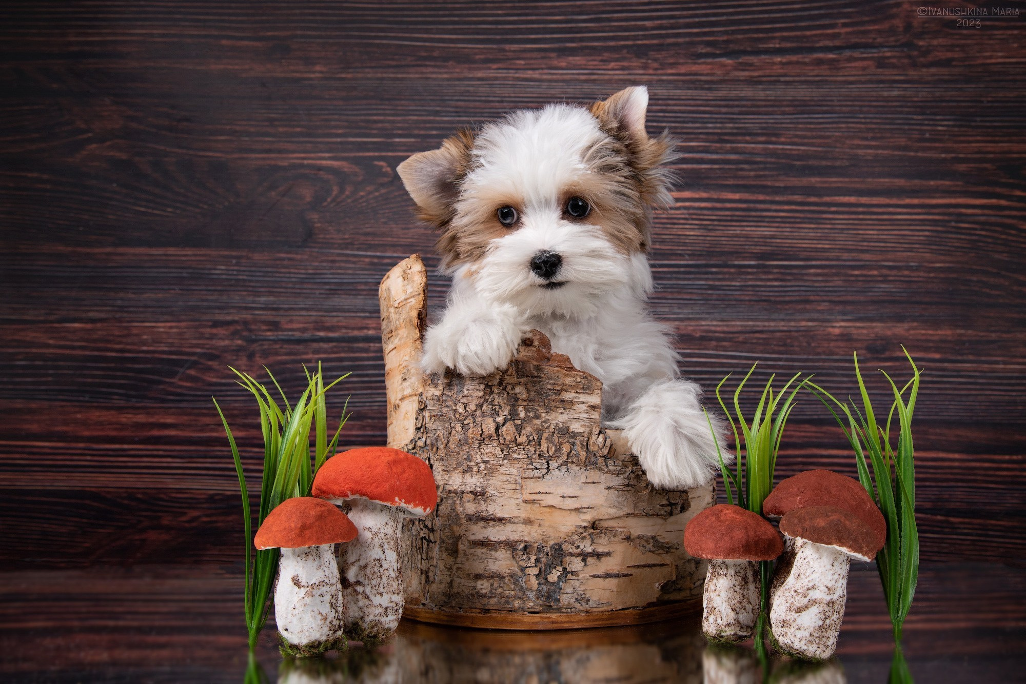 Виды фонов для студийной съемки. Фотограф собак в Москве и Московской области Иванушкина Мария