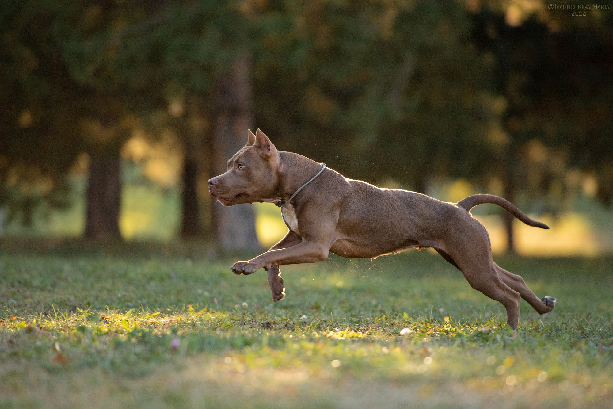 Как выбрать место и время для фотосессии собаки. Фотограф собак в Москве и Московской области Иванушкина Мария