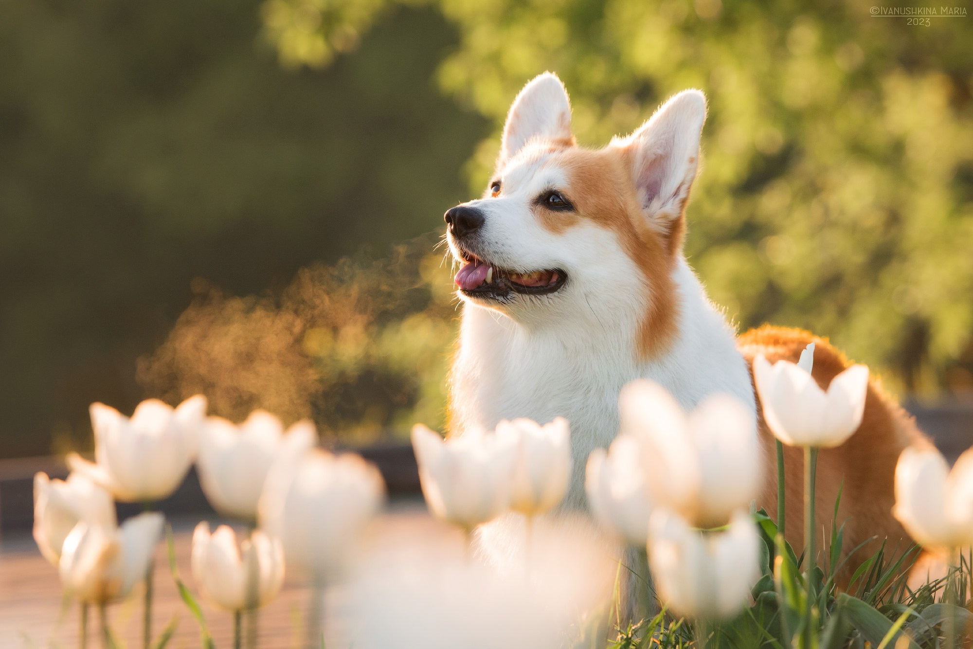 Как выбрать место и время для фотосессии собаки. Фотограф собак в Москве и Московской области Иванушкина Мария