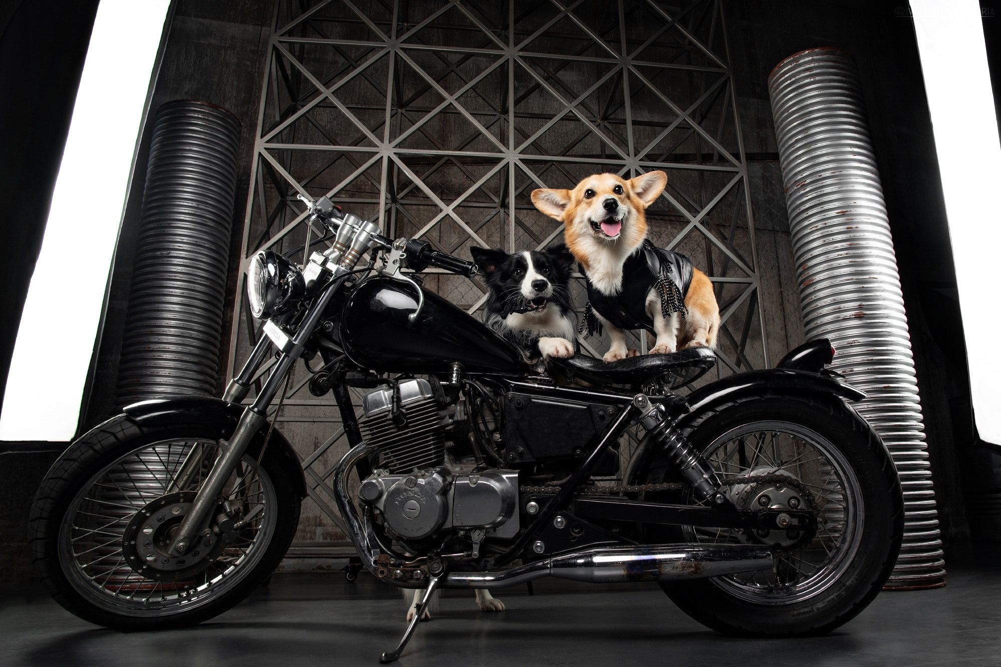 шиншиллы маленькие