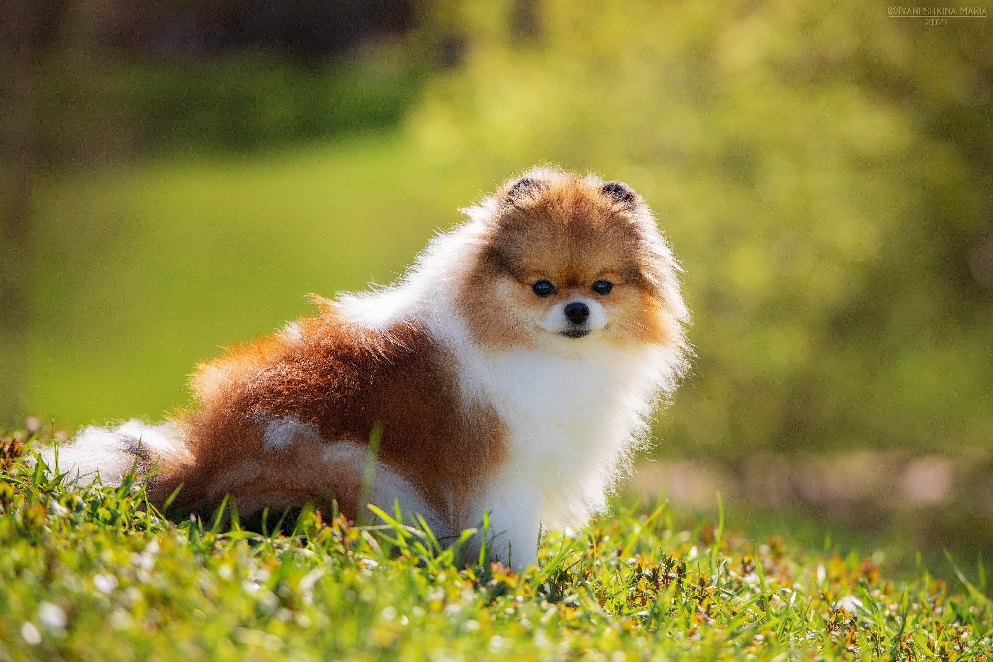 Как выбрать место и время для фотосессии собаки. Фотограф собак в Москве и Московской области Иванушкина Мария