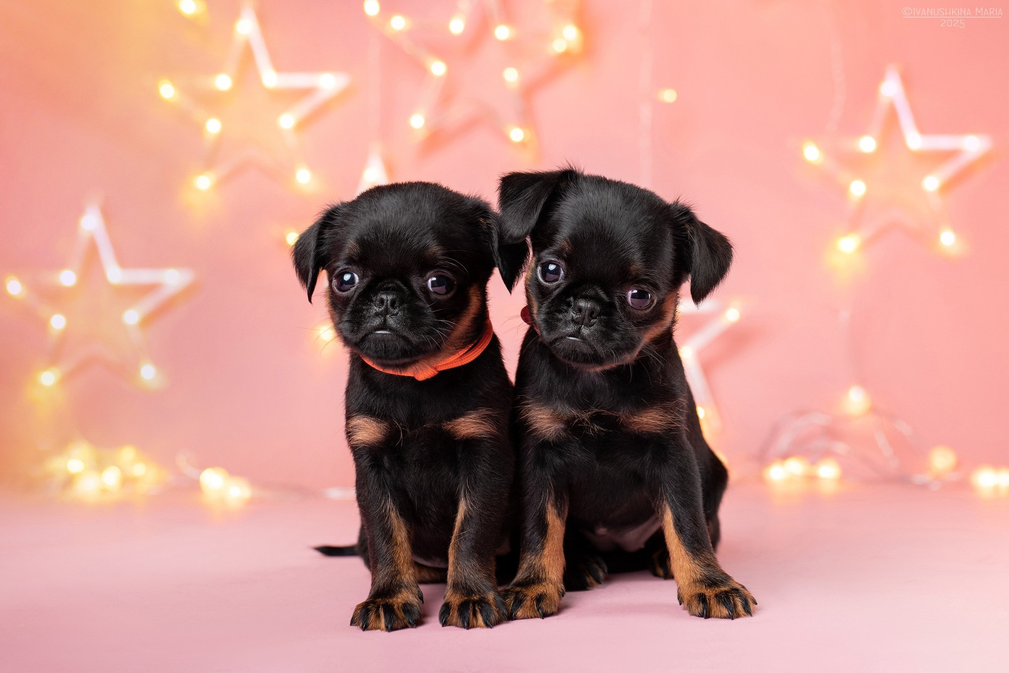 Фоны для предпродажной фотосессии щенков. Фотограф собак в Москве и Московской области Иванушкина Мария