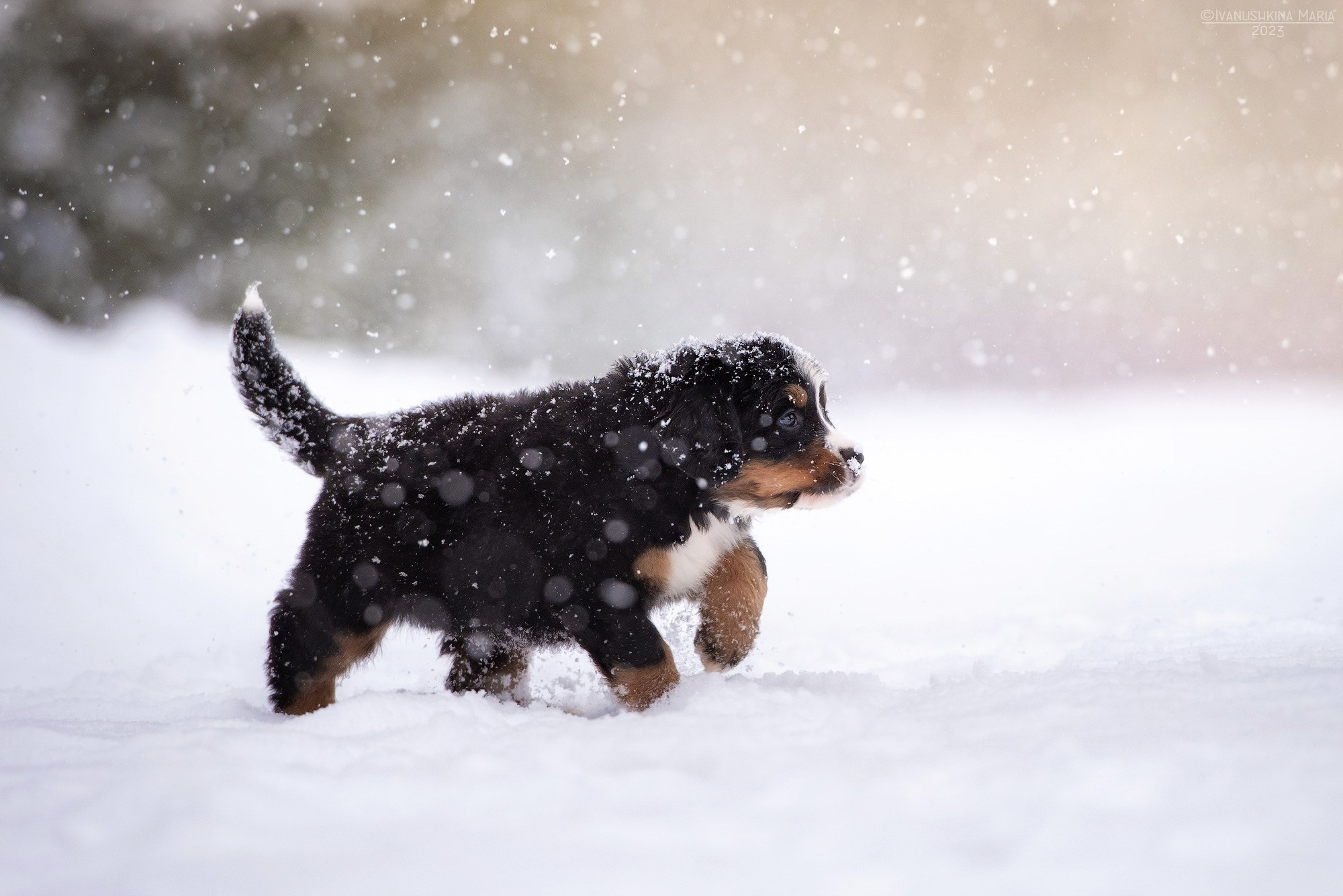 Фотосессия щенков на улице. Фотограф собак в Москве и Московской области Иванушкина Мария
