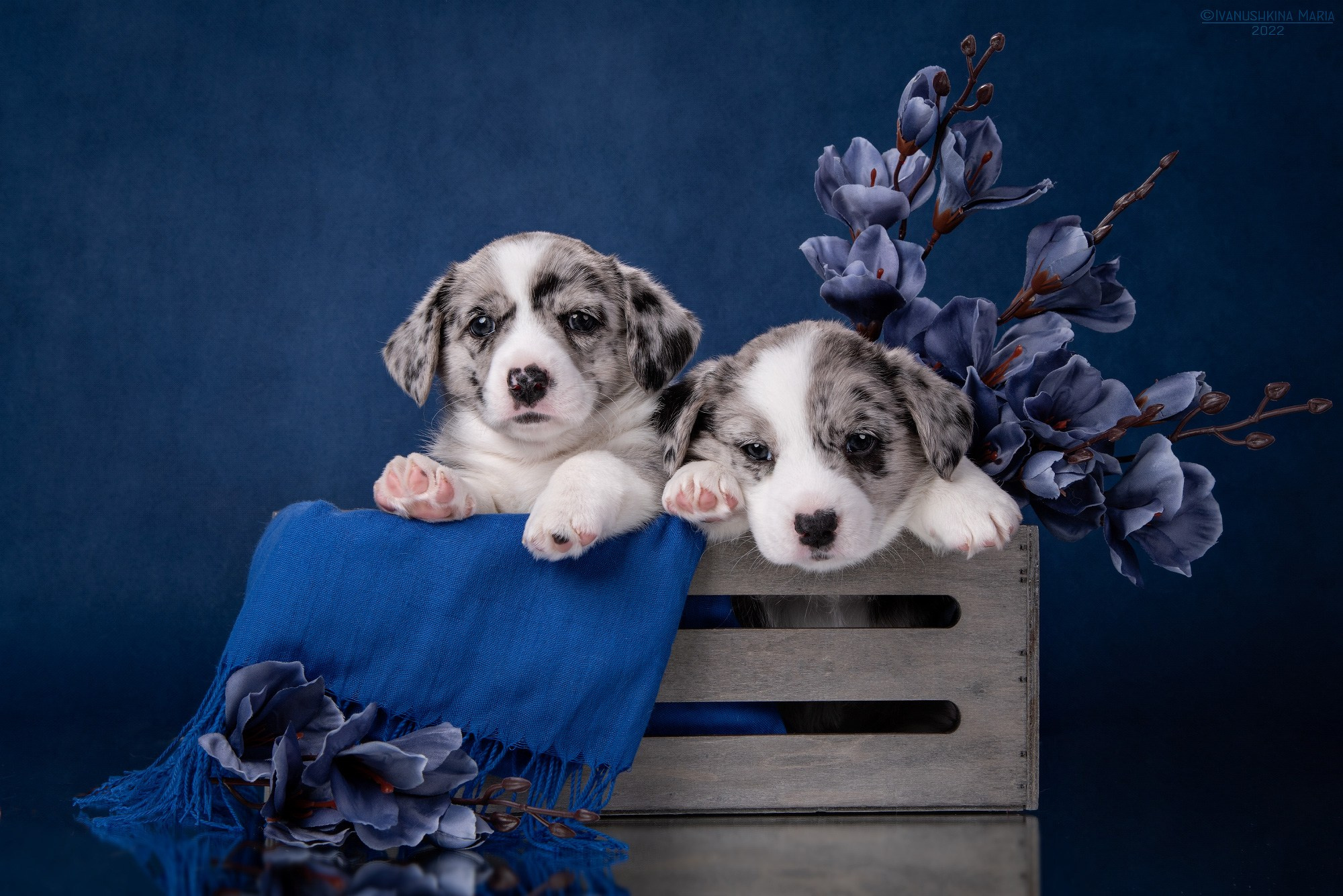 Фоны для предпродажной фотосессии щенков. Фотограф собак в Москве и Московской области Иванушкина Мария