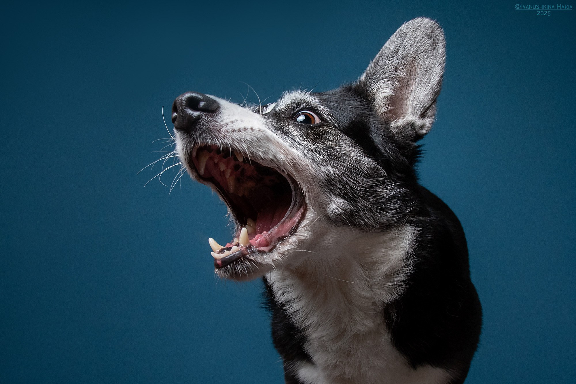 Фотосессия собаки в студии на фонах. Фотограф собак в Москве и Московской области Иванушкина Мария