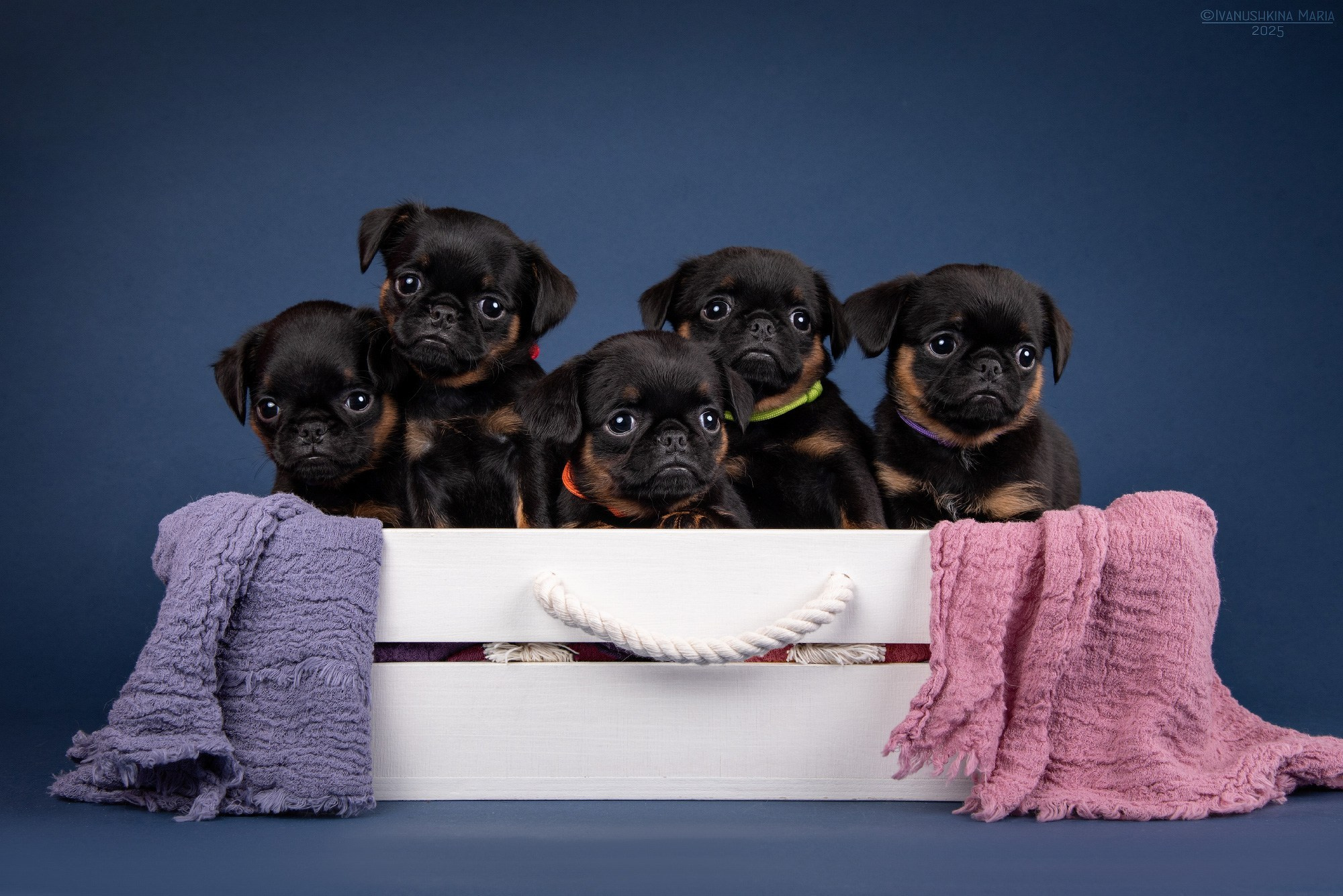 Предпродажная фотосессия щенков. Фотограф собак в Москве и Московской области Иванушкина Мария