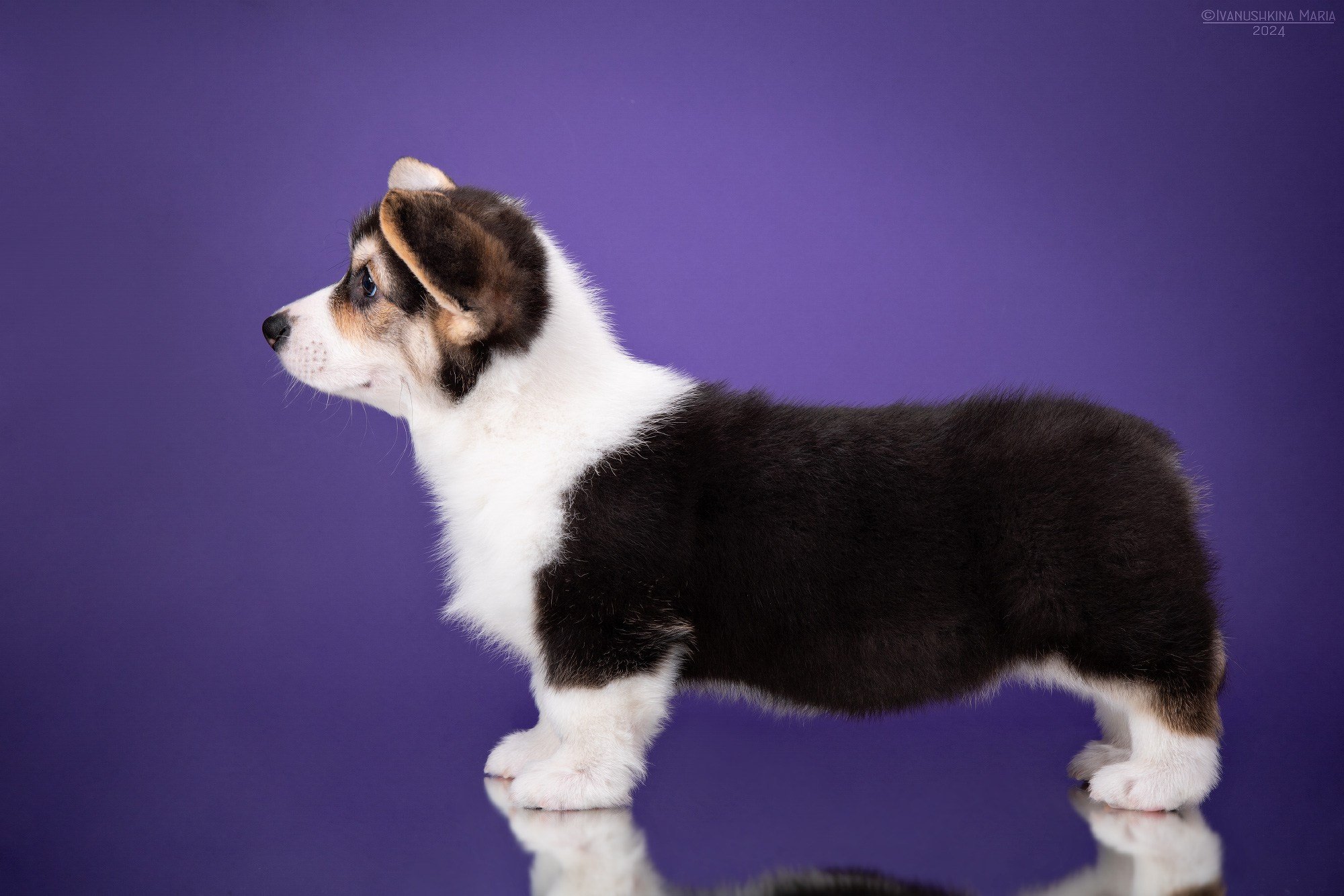 Предпродажная фотосессия щенков. Фотограф собак в Москве и Московской области Иванушкина Мария
