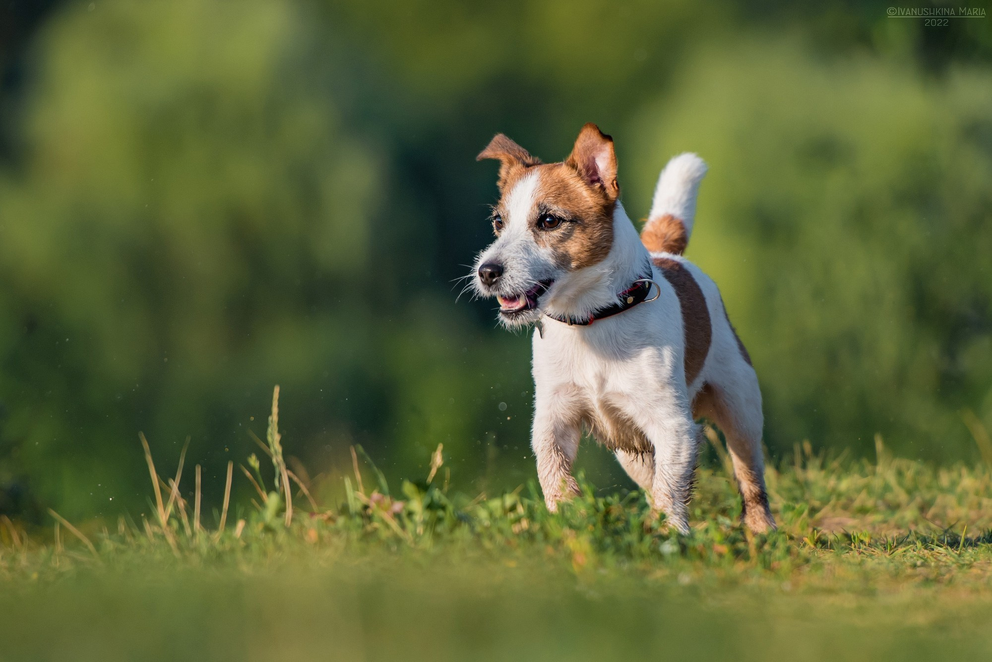 Как выбрать место и время для фотосессии собаки. Фотограф собак в Москве и Московской области Иванушкина Мария