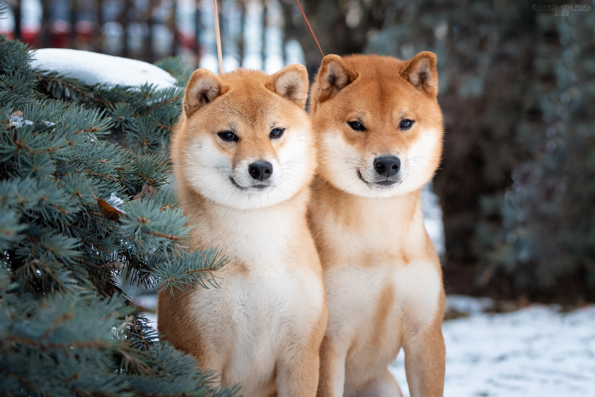 Подготовка собаки к фотосессии. Фотограф собак в Москве и Московской области Иванушкина Мария