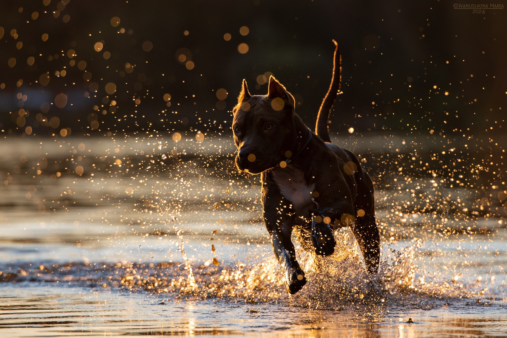 Как выбрать место и время для фотосессии собаки. Фотограф собак в Москве и Московской области Иванушкина Мария