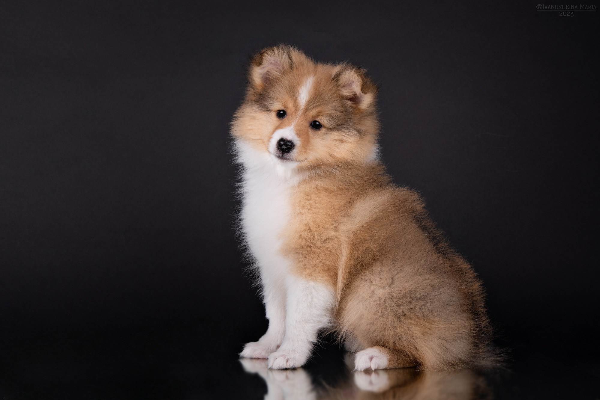 Фоны для предпродажной фотосессии щенков. Фотограф собак в Москве и Московской области Иванушкина Мария