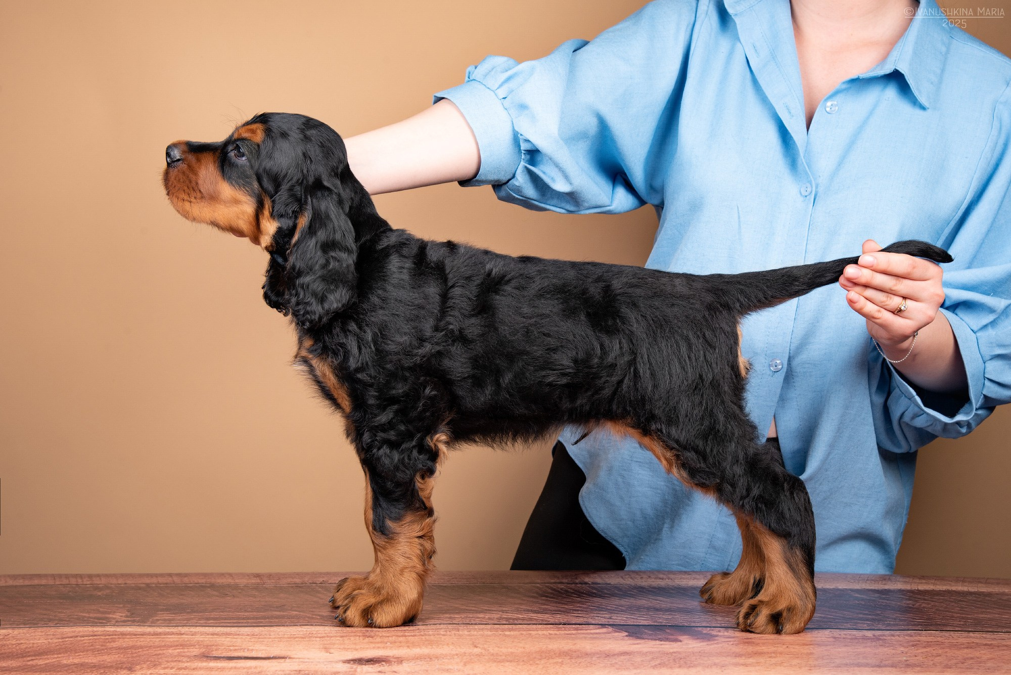 Предпродажная фотосессия щенков. Фотограф собак в Москве и Московской области Иванушкина Мария
