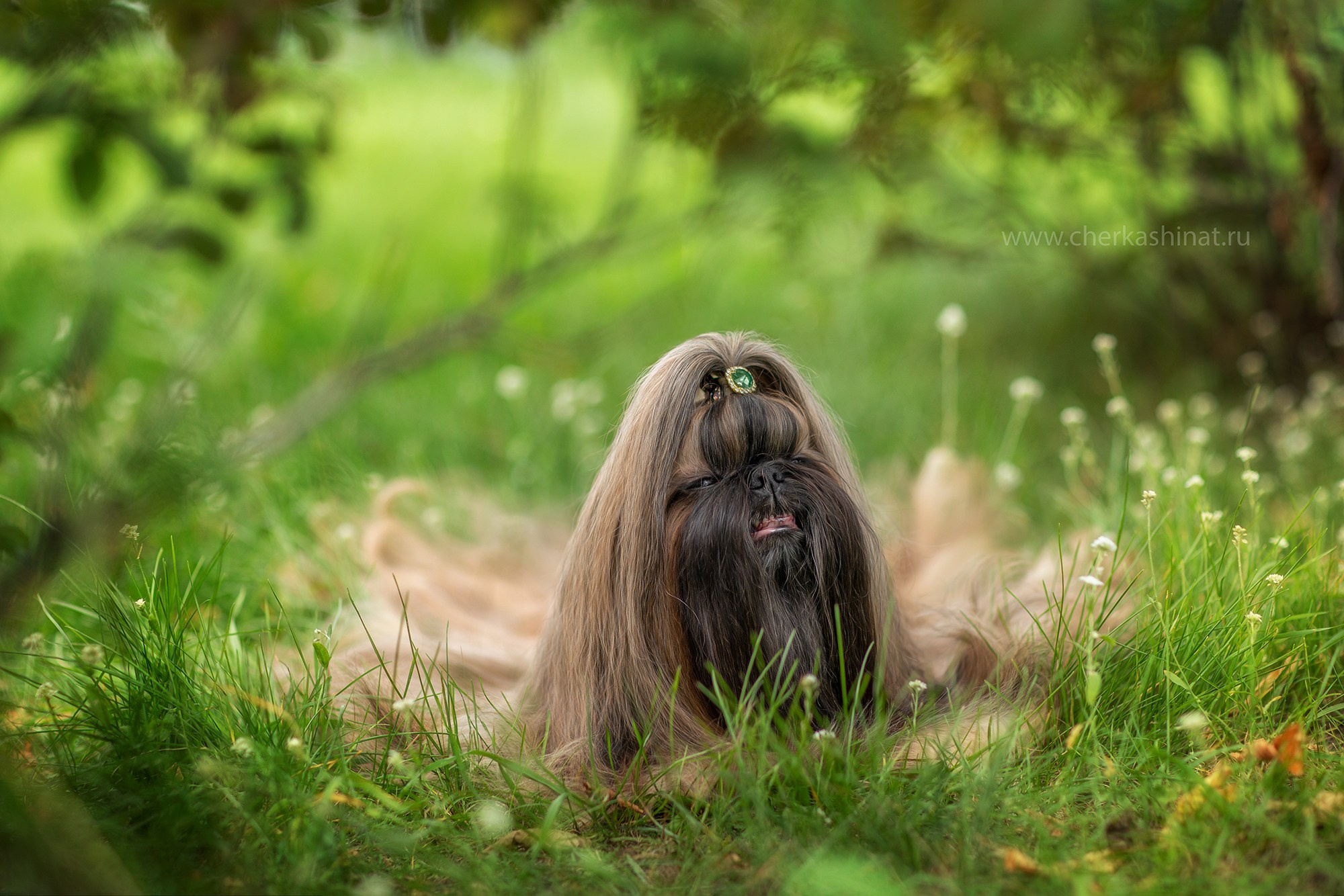 Для клиентов. Фотограф для Вашей собаки