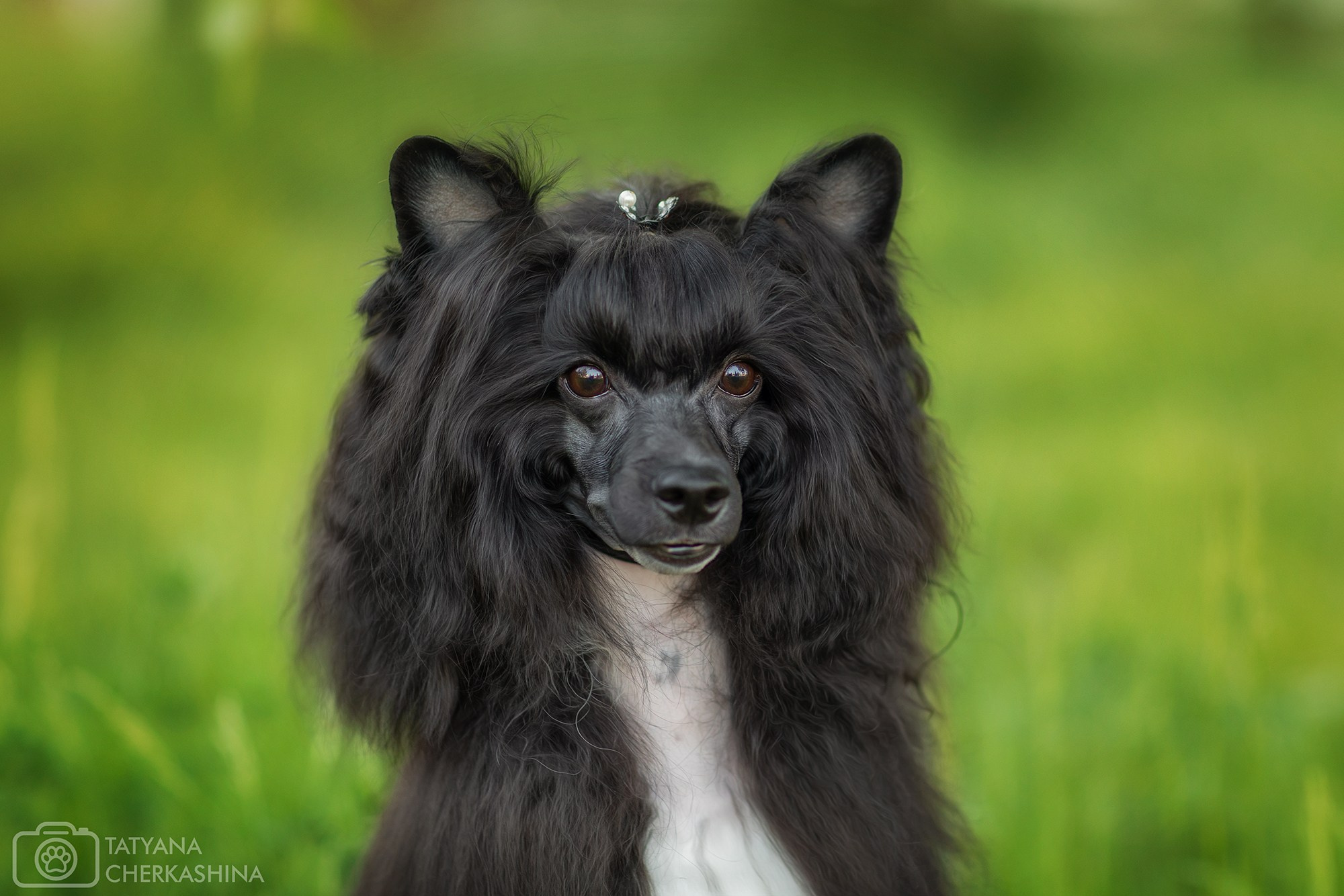 Для клиентов. Фотограф для Вашей собаки