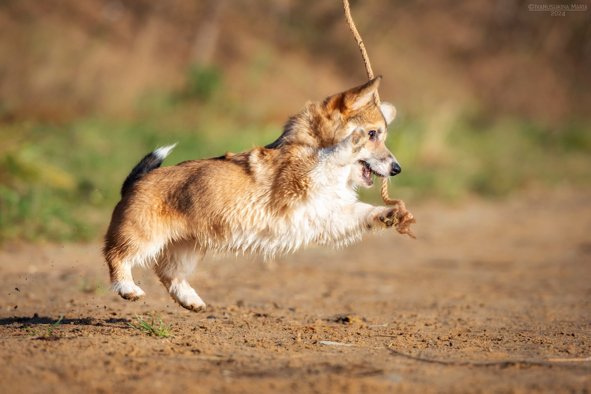 Фотосессия щенков на улице. Фотограф собак в Москве и Московской области Иванушкина Мария