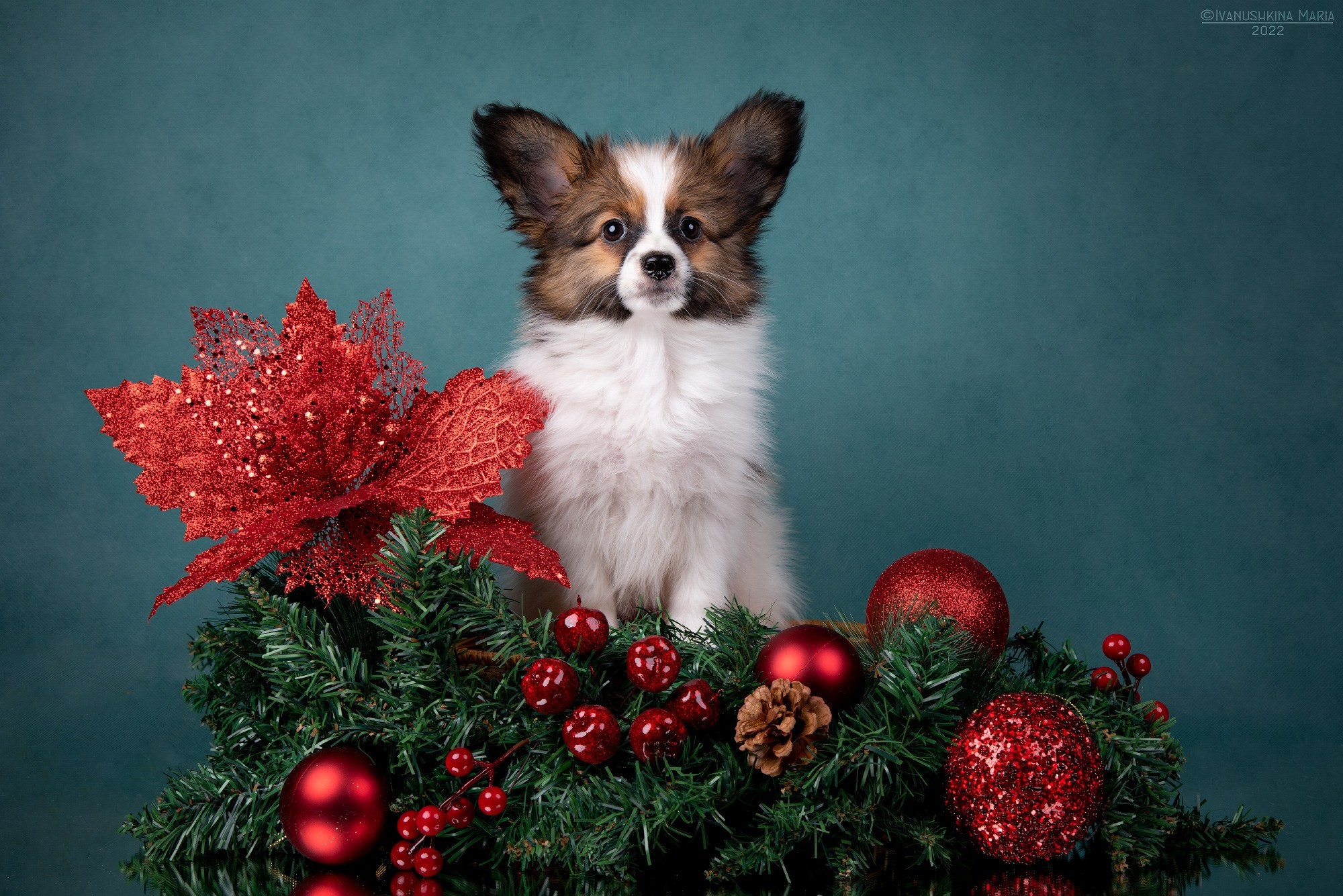 Фоны для предпродажной фотосессии щенков. Фотограф собак в Москве и Московской области Иванушкина Мария