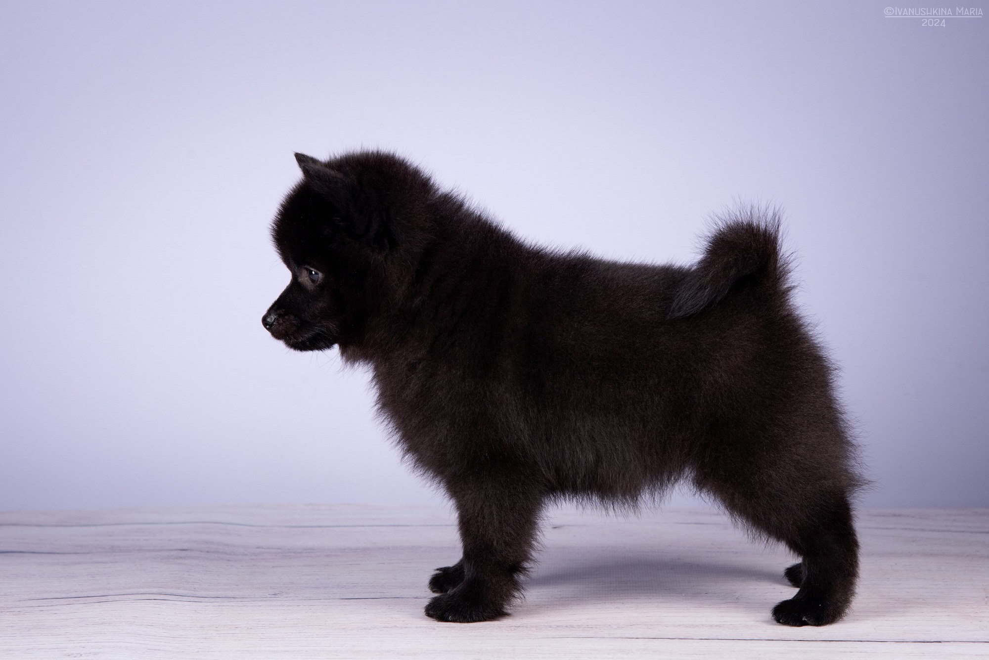 Экстерьерная фотосессия собаки. Фотограф собак в Москве и Московской области Иванушкина Мария