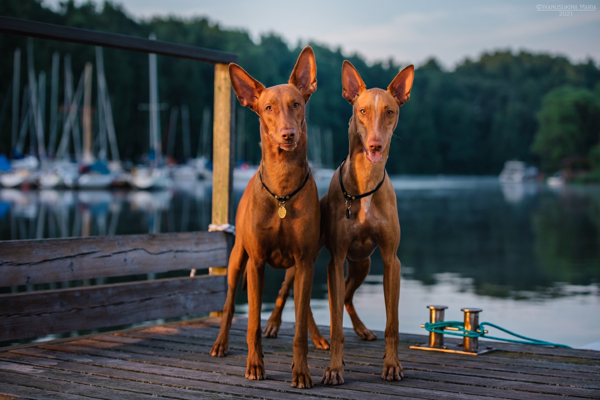 Как выбрать место и время для фотосессии собаки. Фотограф собак в Москве и Московской области Иванушкина Мария