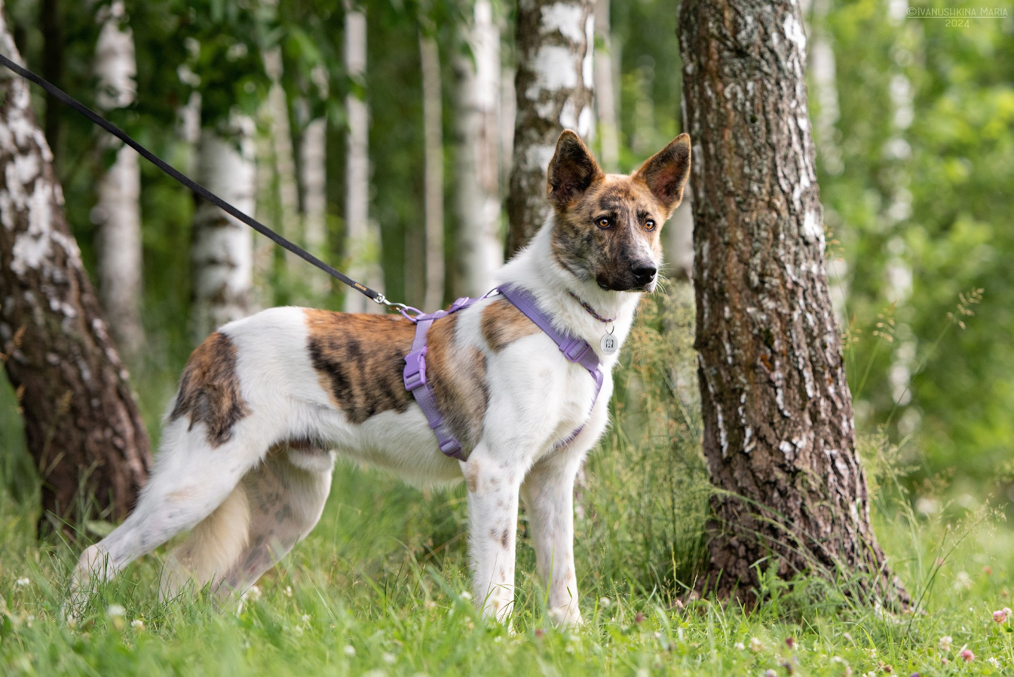 Подготовка собаки к фотосессии. Фотограф собак в Москве и Московской области Иванушкина Мария