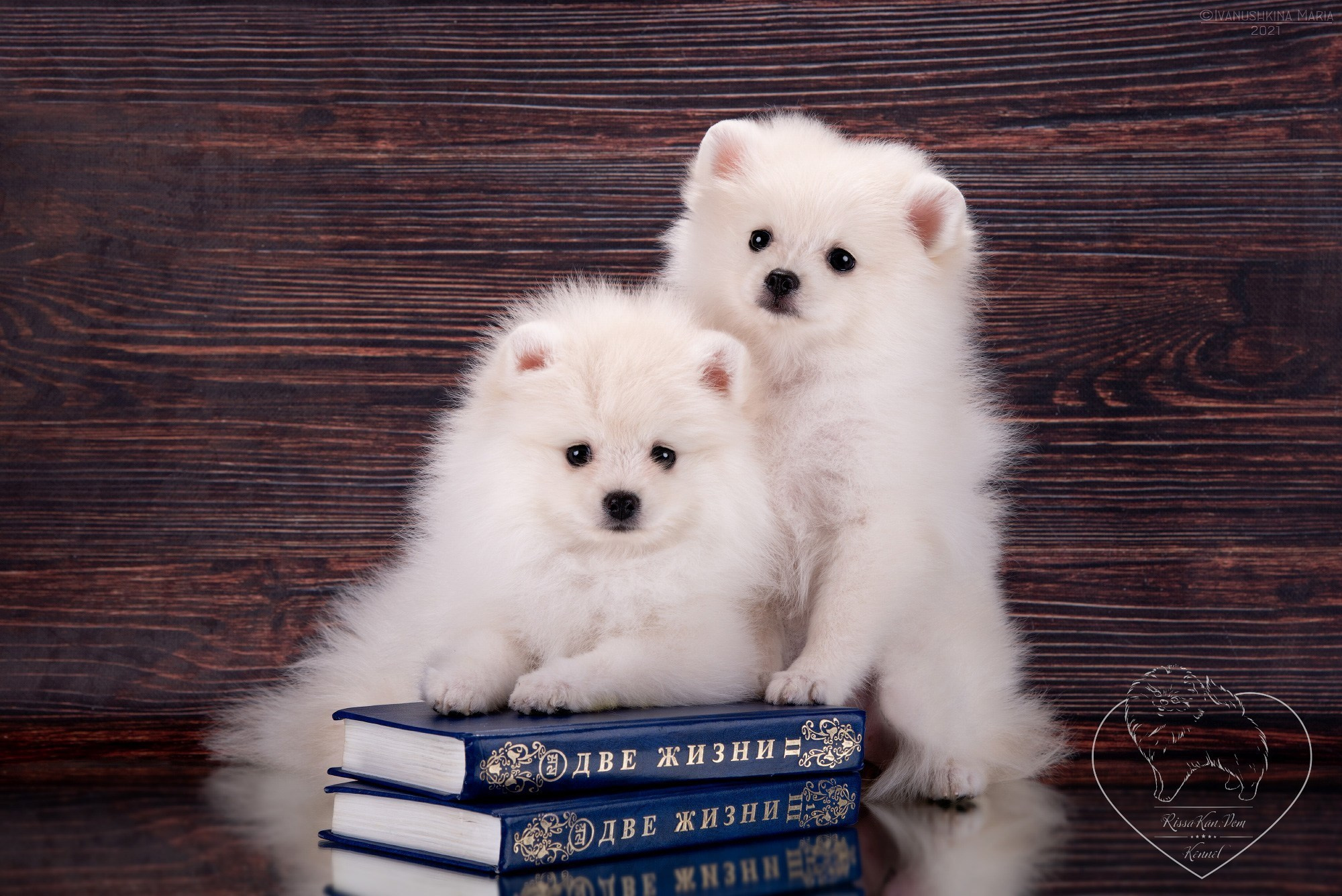 Фоны для предпродажной фотосессии щенков. Фотограф собак в Москве и Московской области Иванушкина Мария