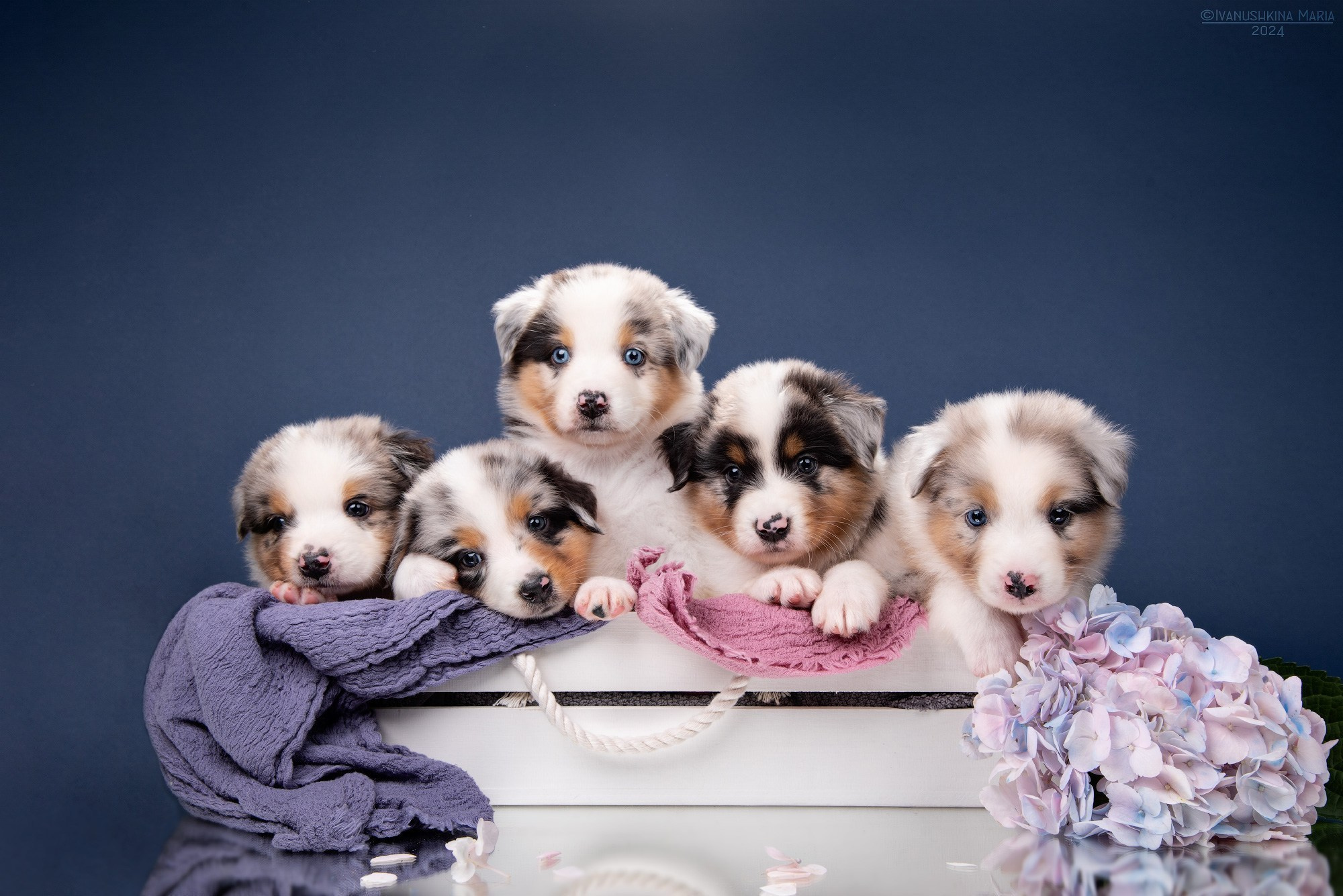 Предпродажная фотосессия щенков. Фотограф собак в Москве и Московской области Иванушкина Мария