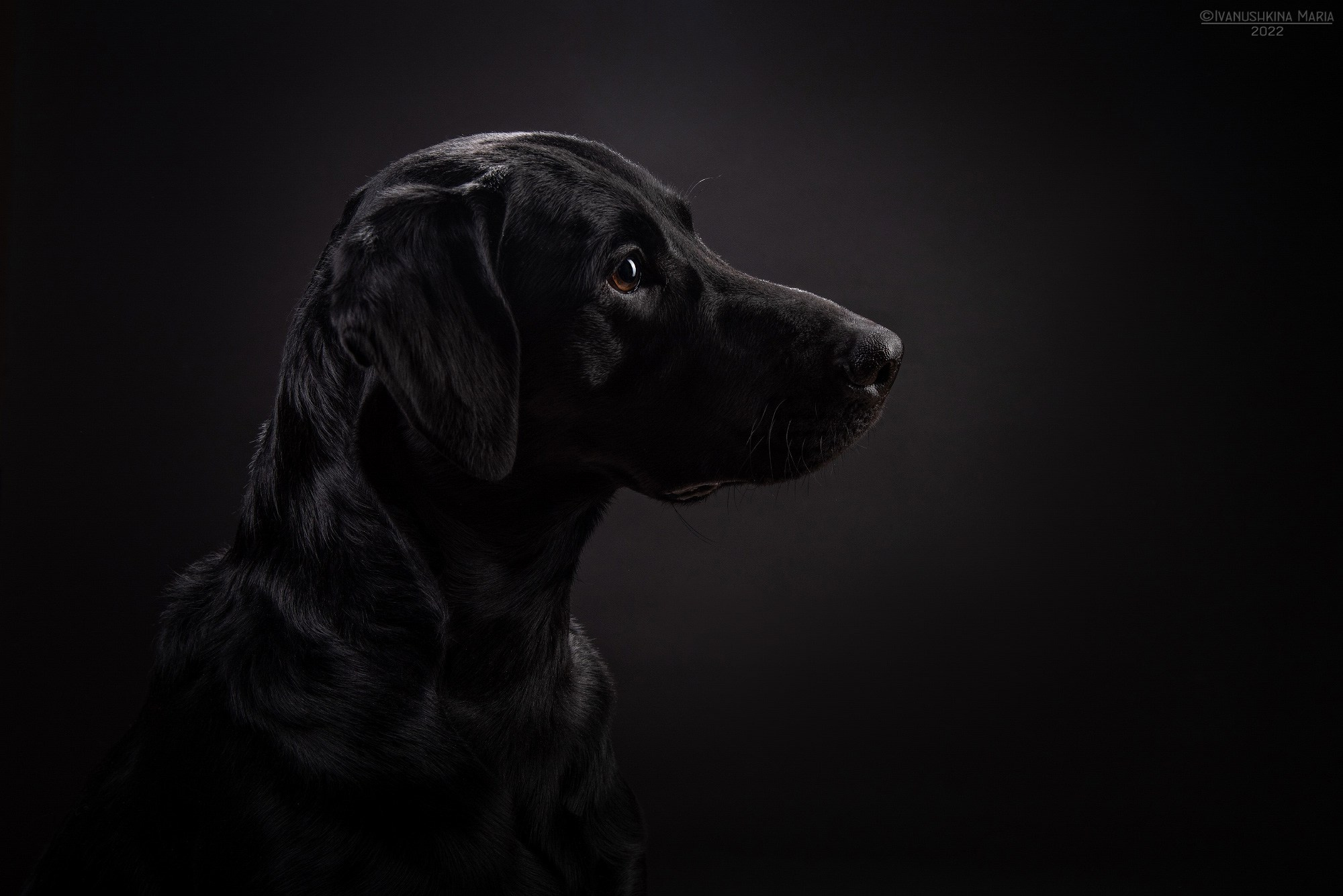 Виды фонов для студийной съемки. Фотограф собак в Москве и Московской области Иванушкина Мария