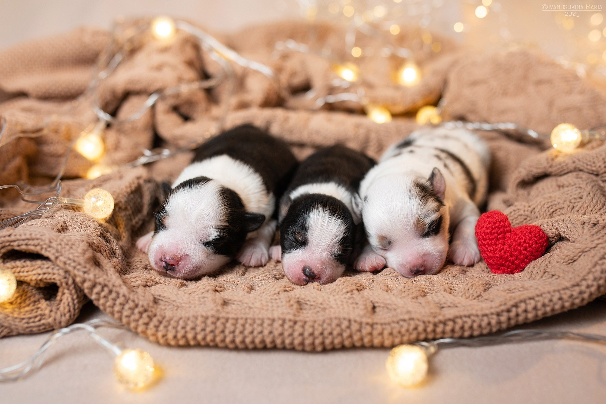 Виды фонов для студийной съемки. Фотограф собак в Москве и Московской области Иванушкина Мария