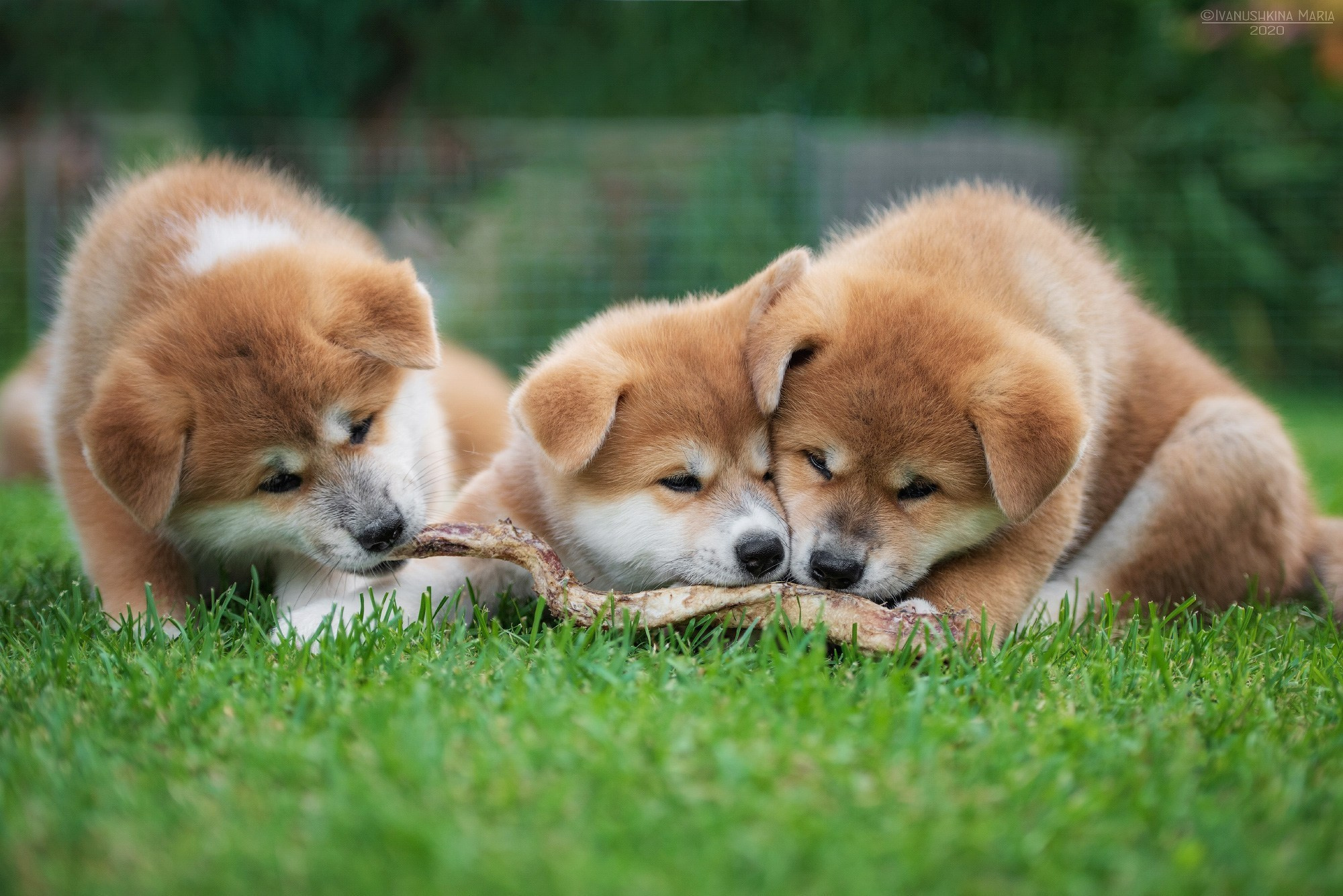 Фотосессия щенков на улице. Фотограф собак в Москве и Московской области Иванушкина Мария