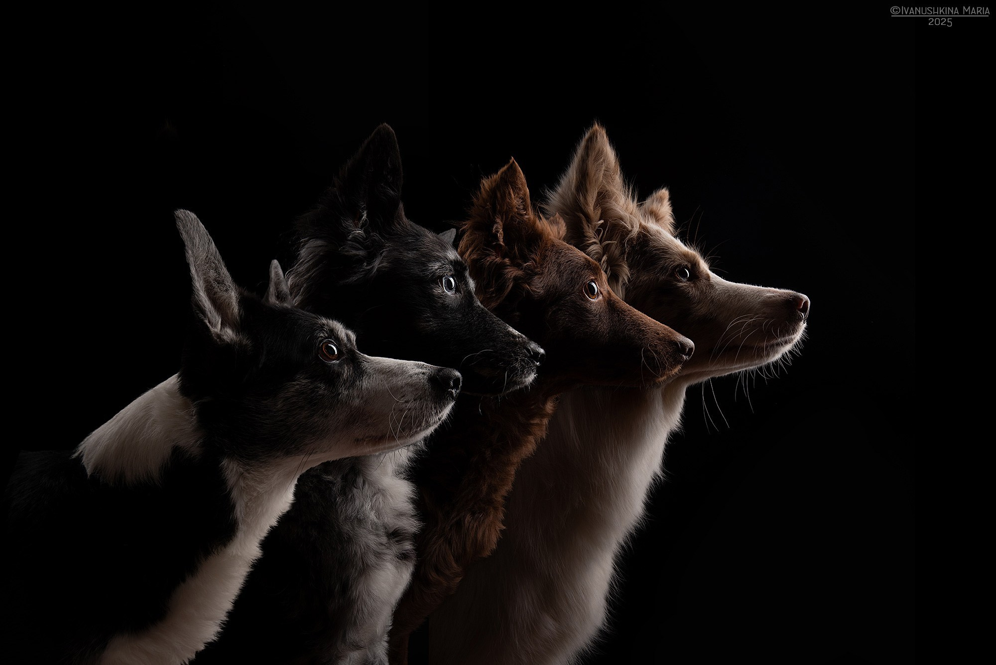 Фотосессия собаки в студии на фонах. Фотограф собак в Москве и Московской области Иванушкина Мария